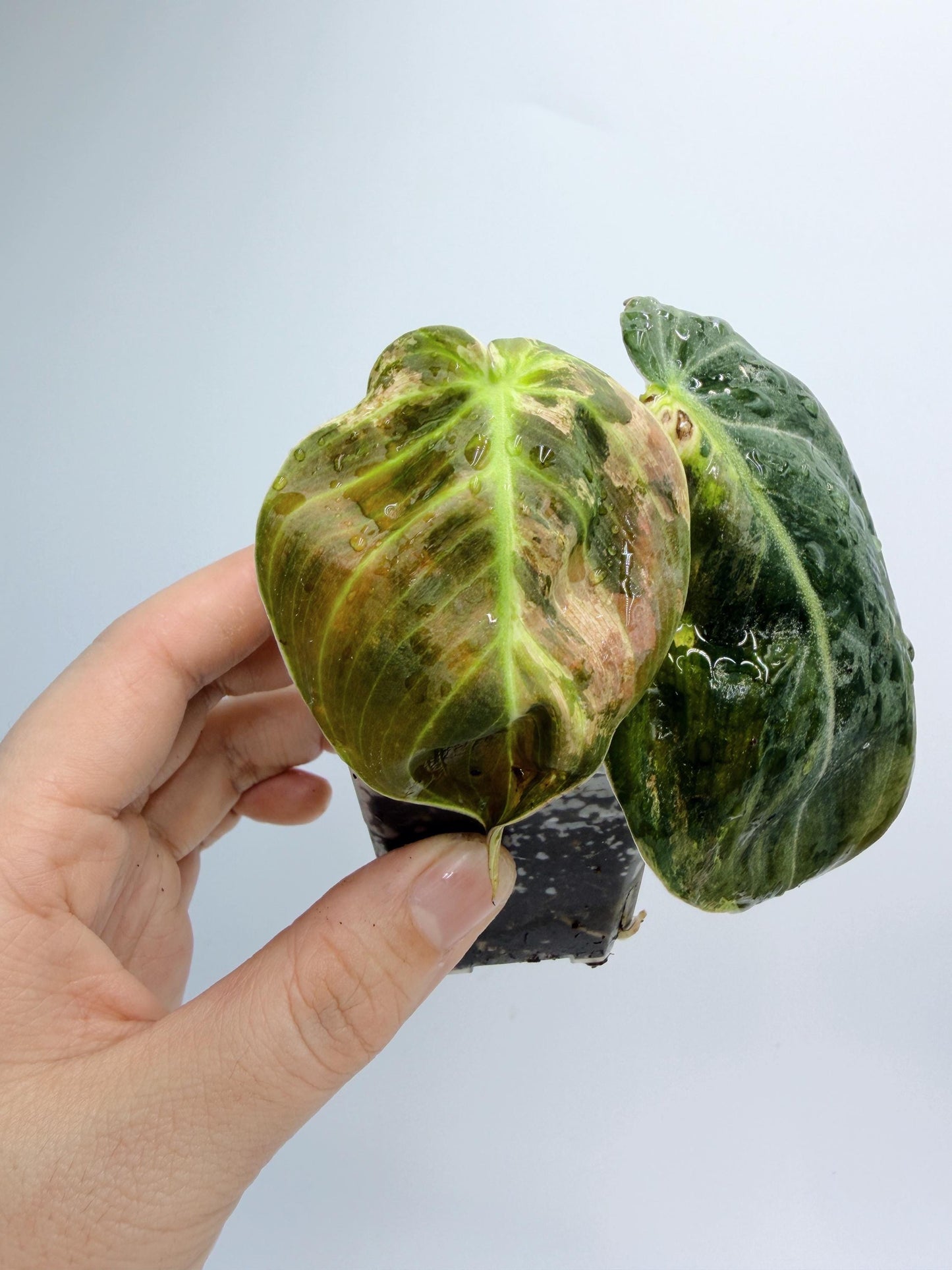 Philodendron Melanochrysum Variegated