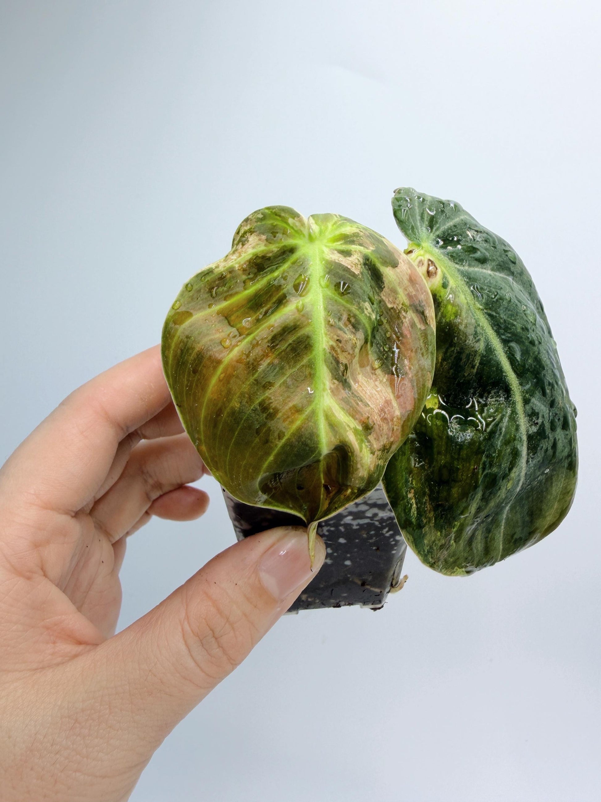 Philodendron Melanochrysum Variegated