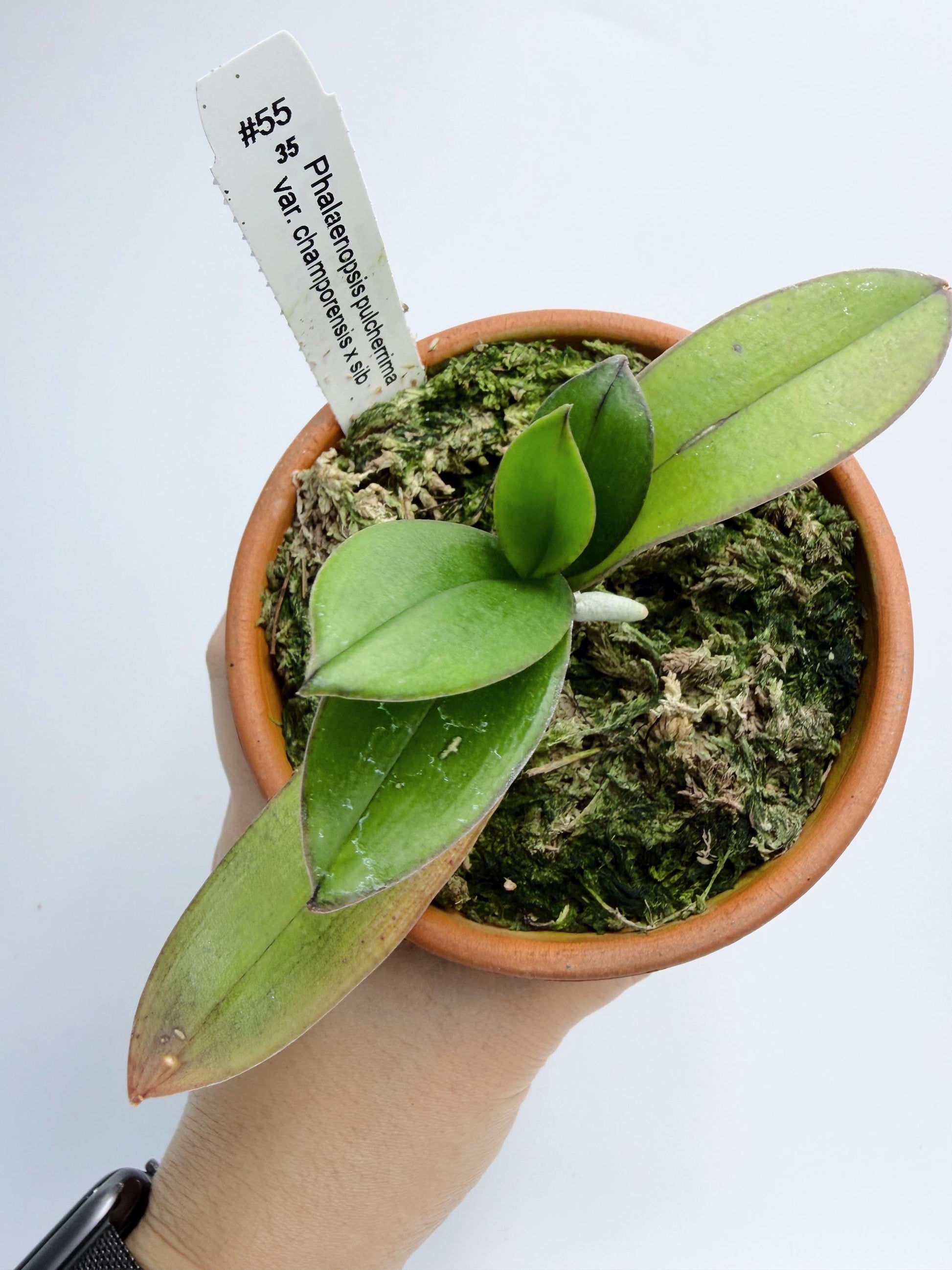 Phalaenopsis pulcherrima var. champorensis x sib