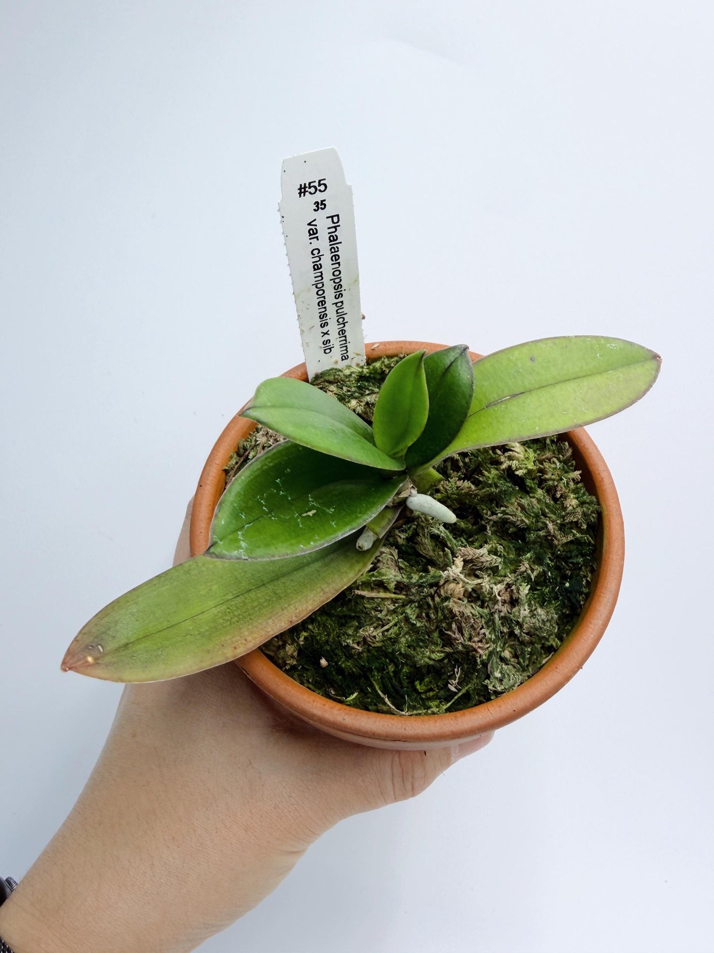 Phalaenopsis pulcherrima var. champorensis x sib