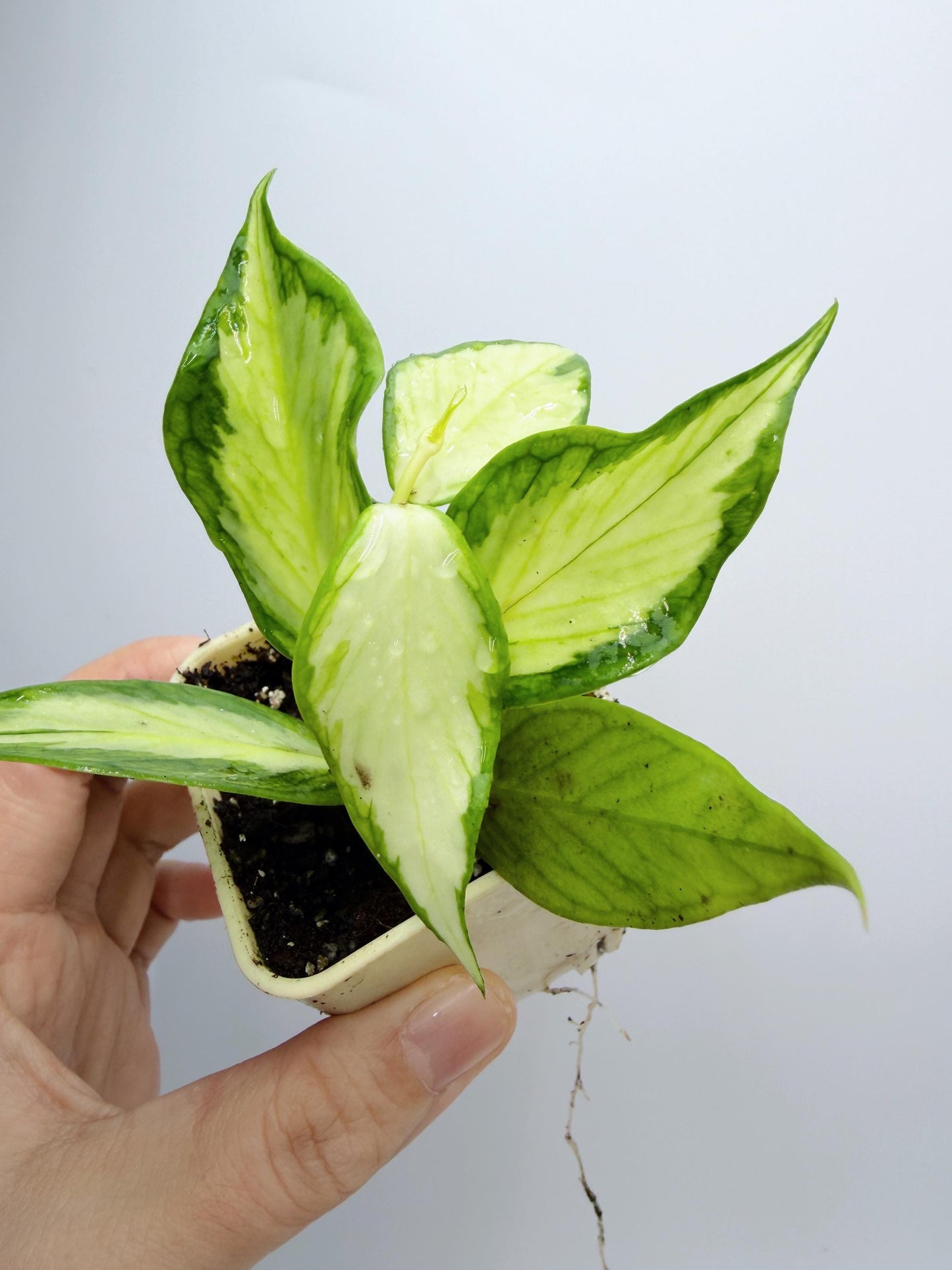 Hoya Polyneura Inner Variegated