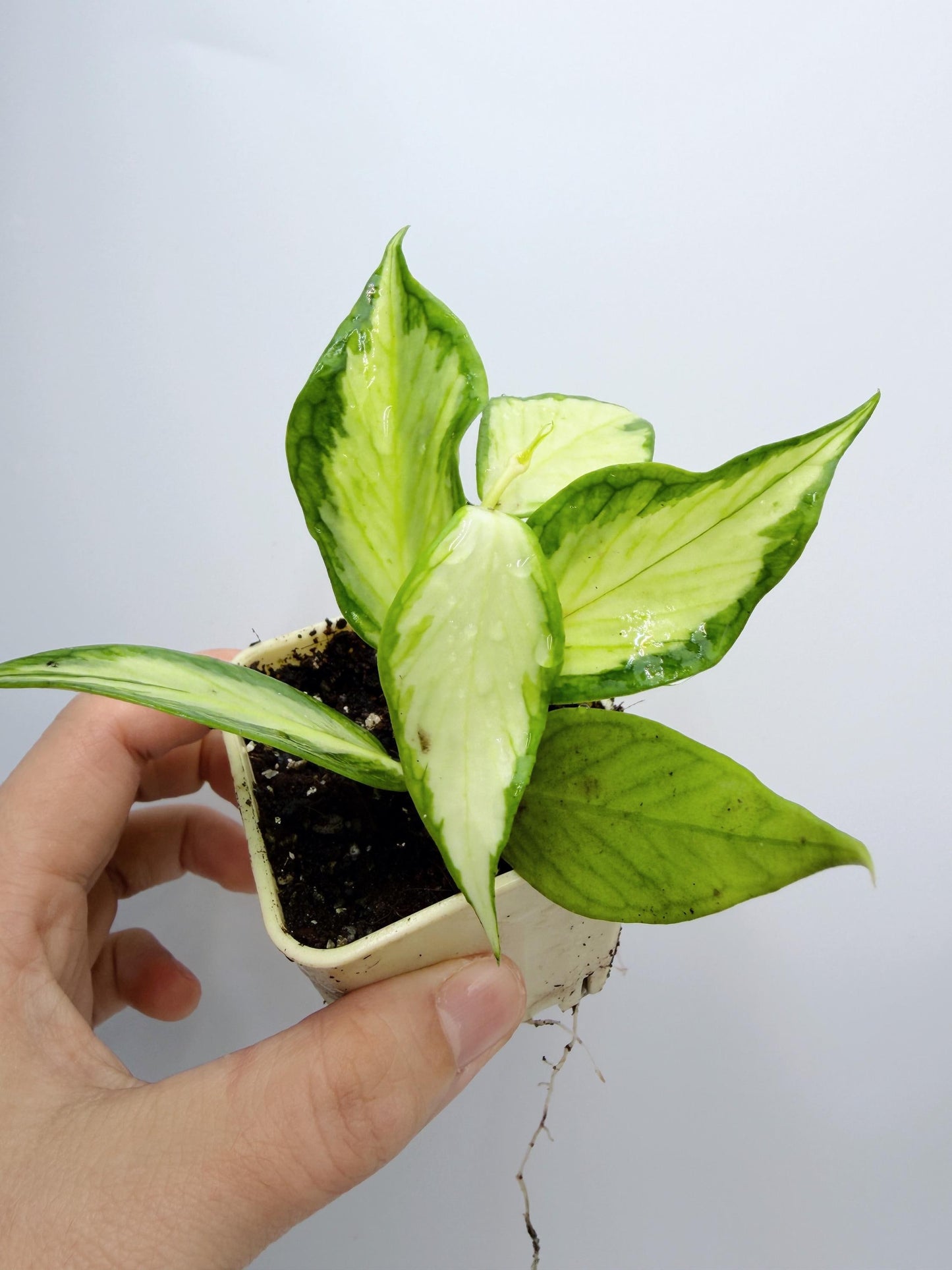Hoya Polyneura Inner Variegated