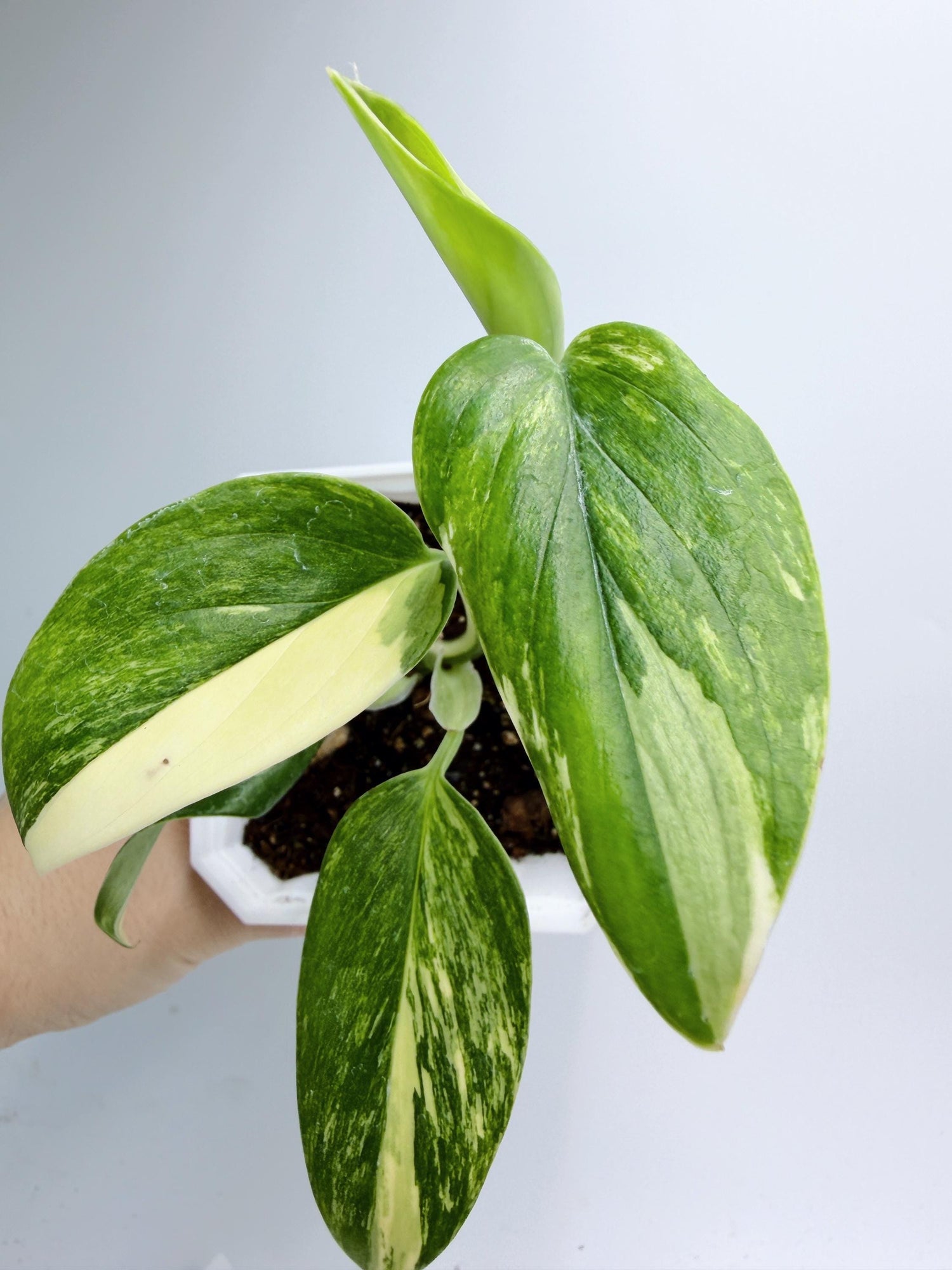 Monstera Standleyana Aurea Variegated