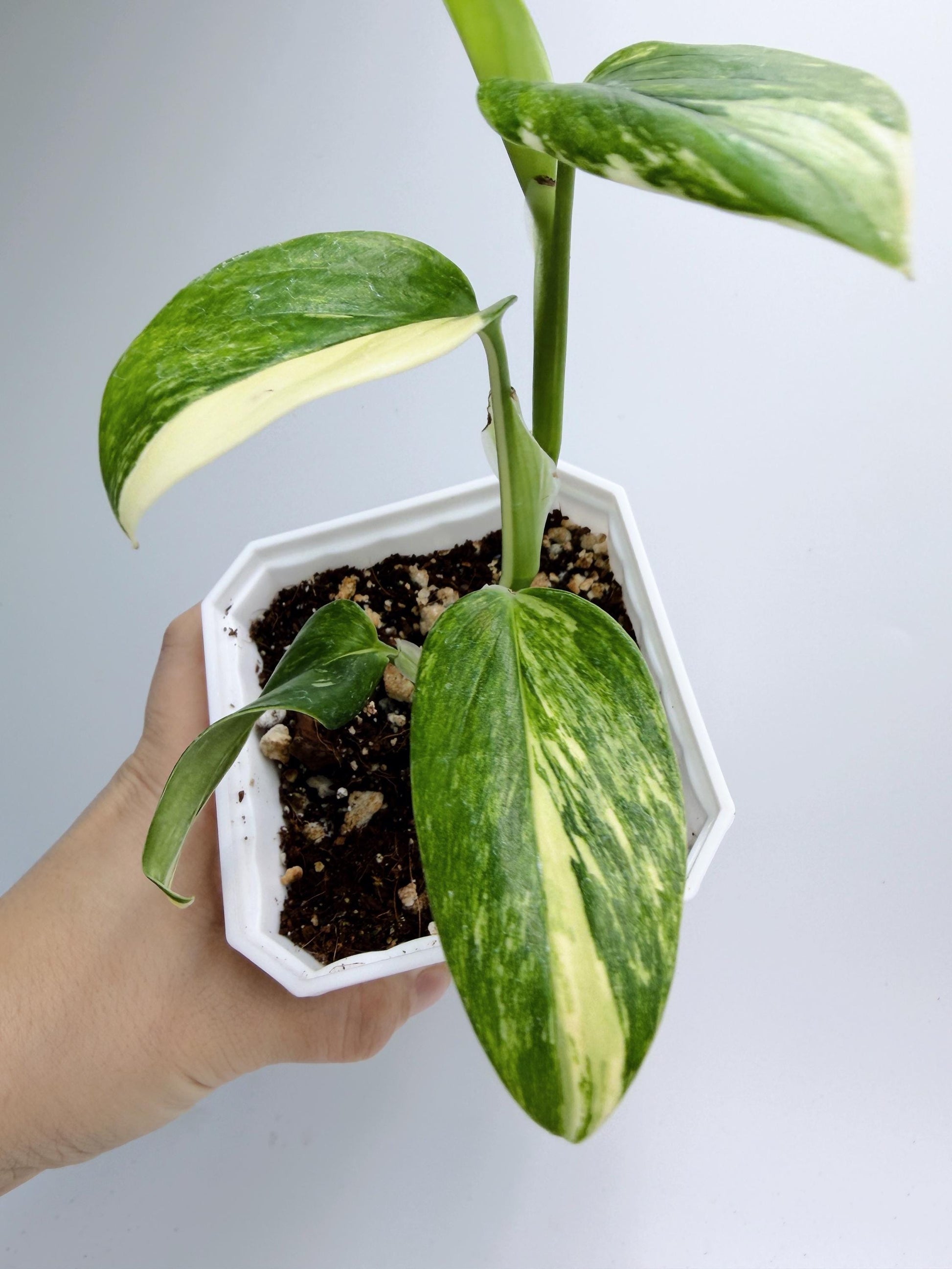 Monstera Standleyana Aurea Variegated