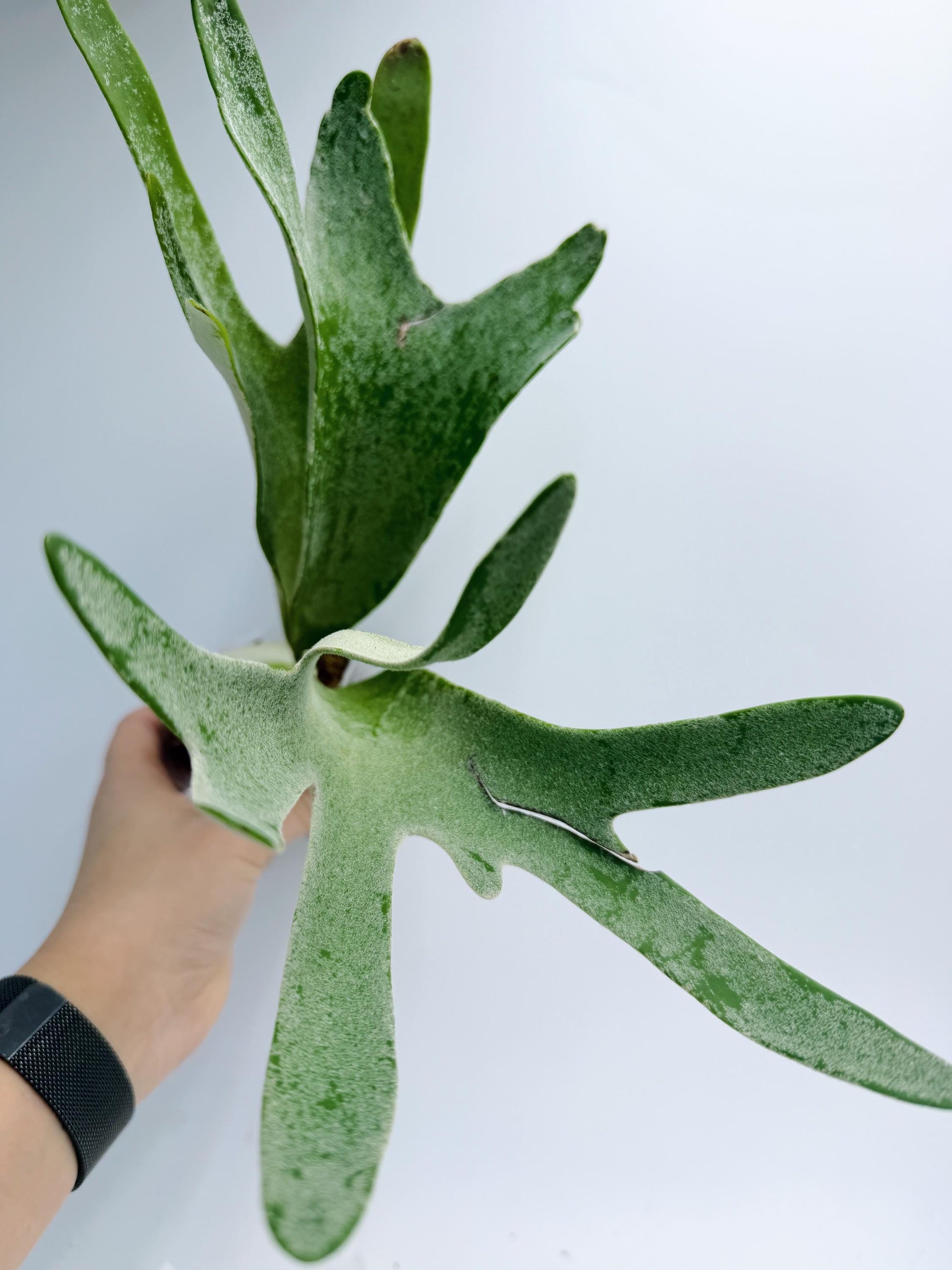 Platycerium Redleyi 'fine stem'