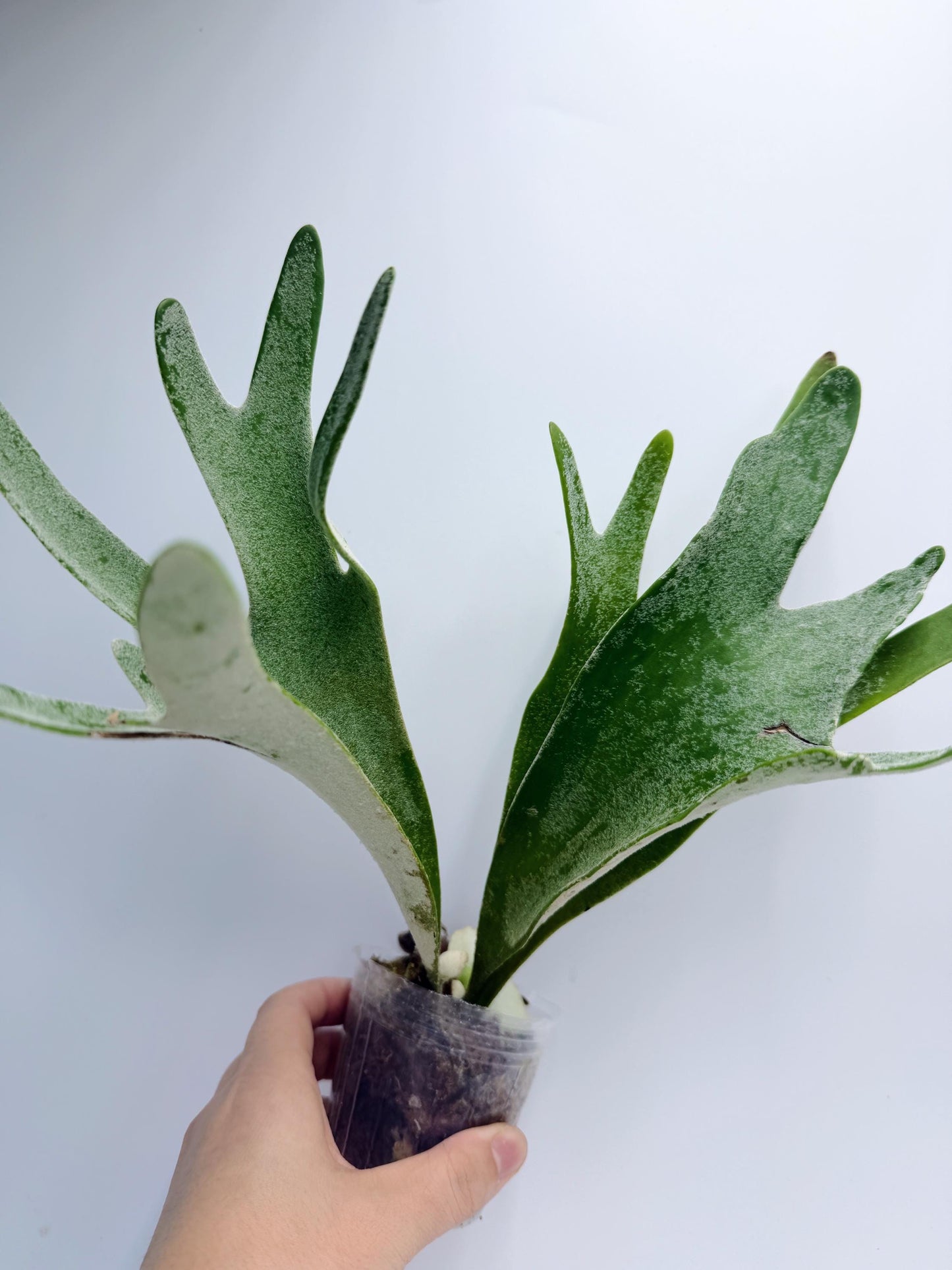 Platycerium Redleyi 'fine stem'