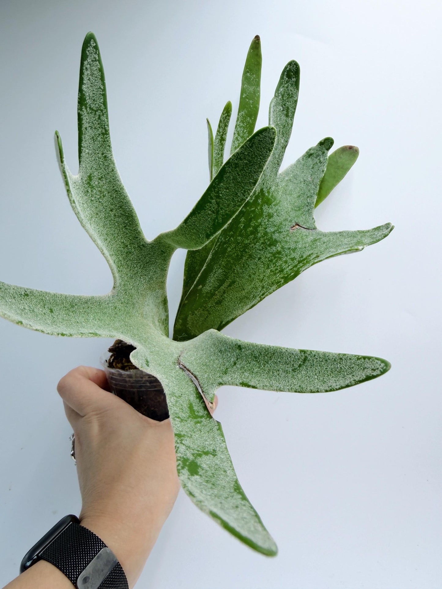 Platycerium Redleyi 'fine stem'