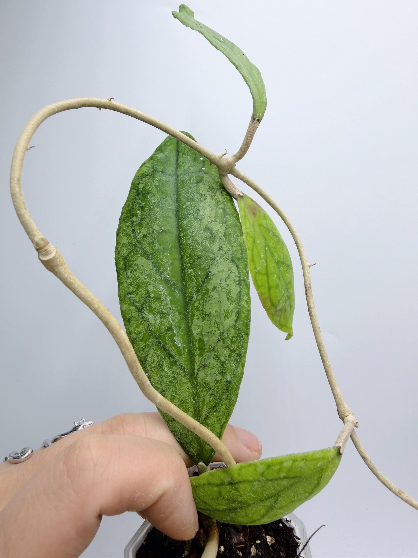 Hoya RHM1047
