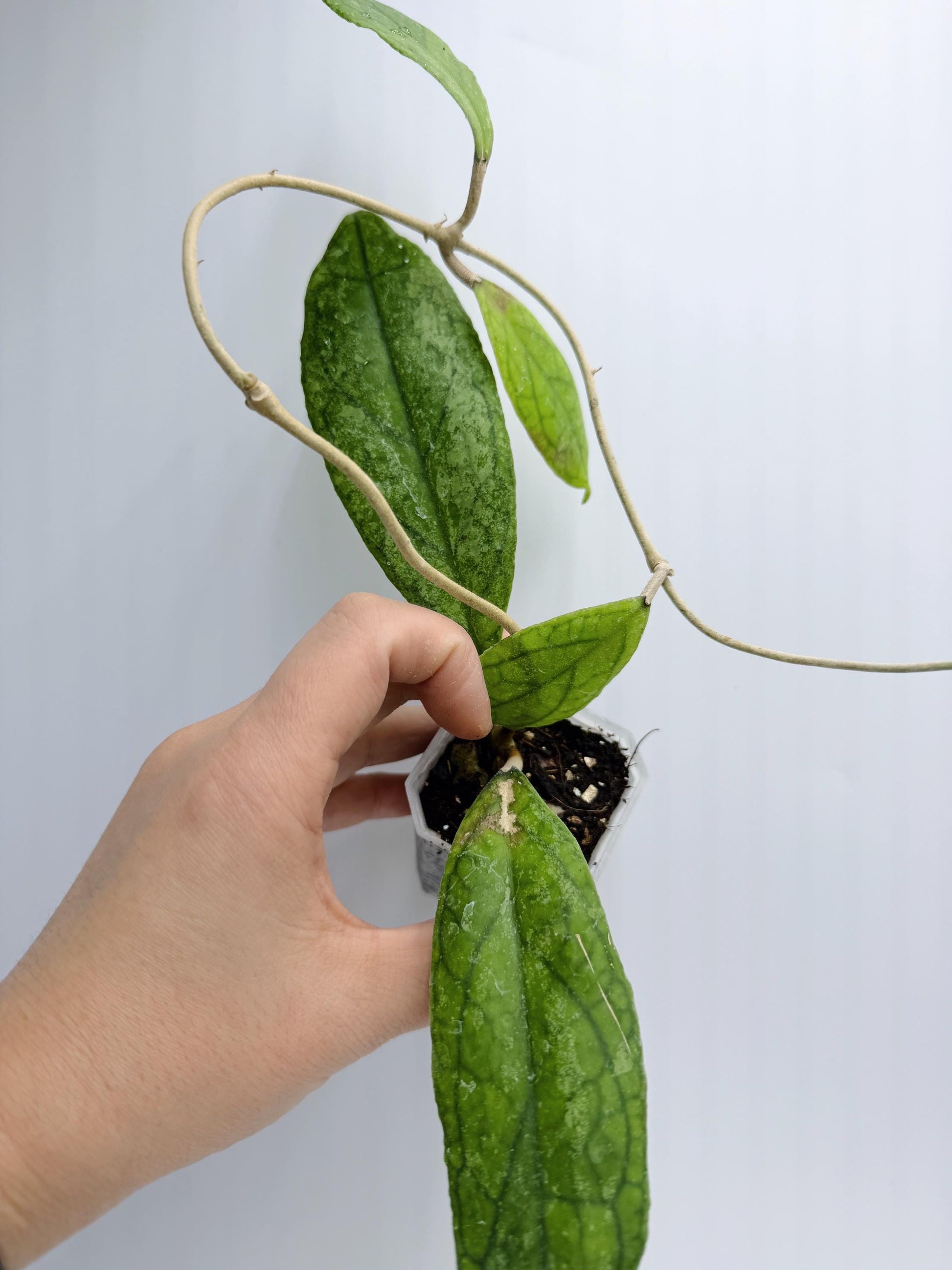 Hoya RHM1047