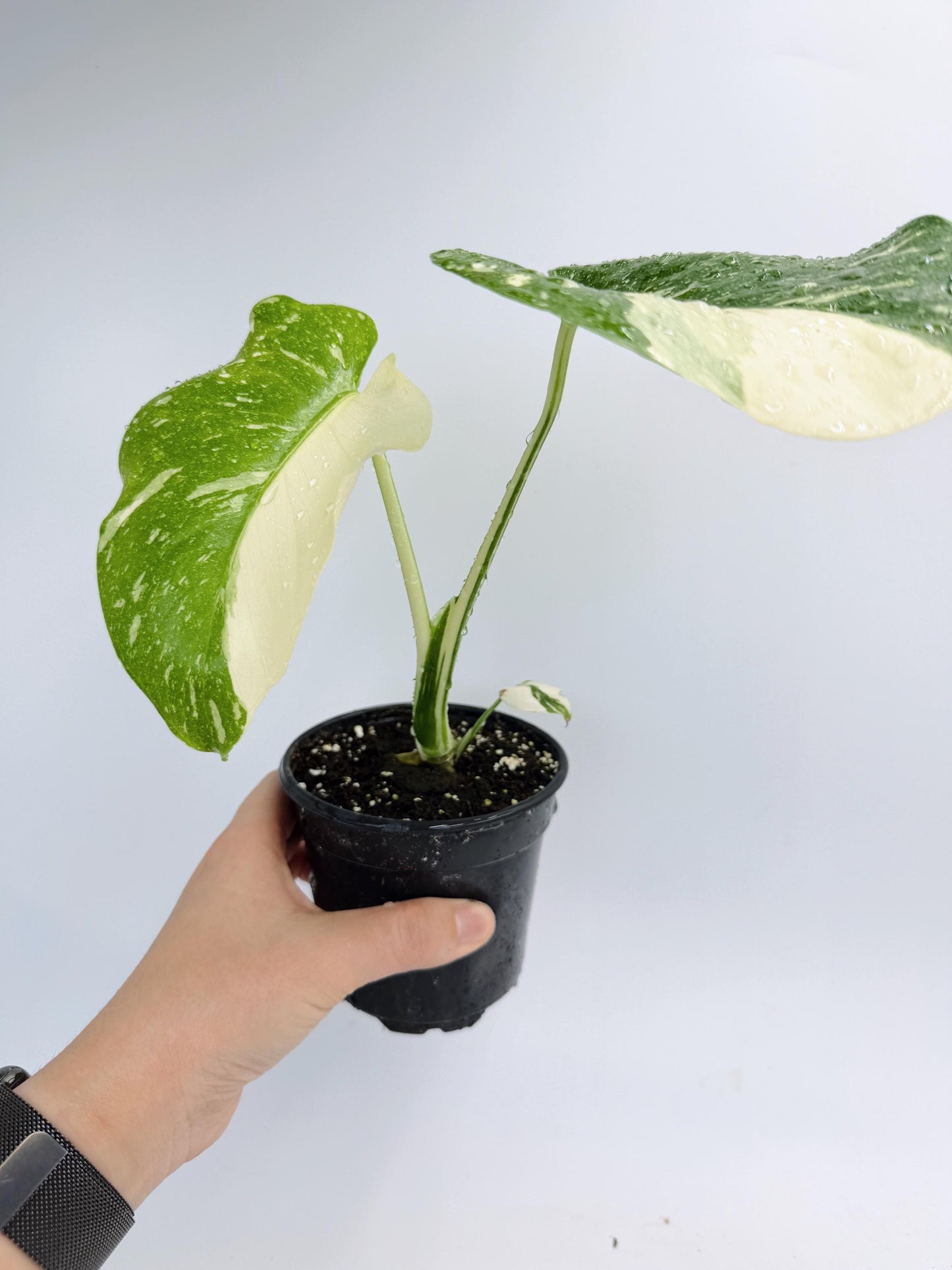 Monstera Thai Constellation