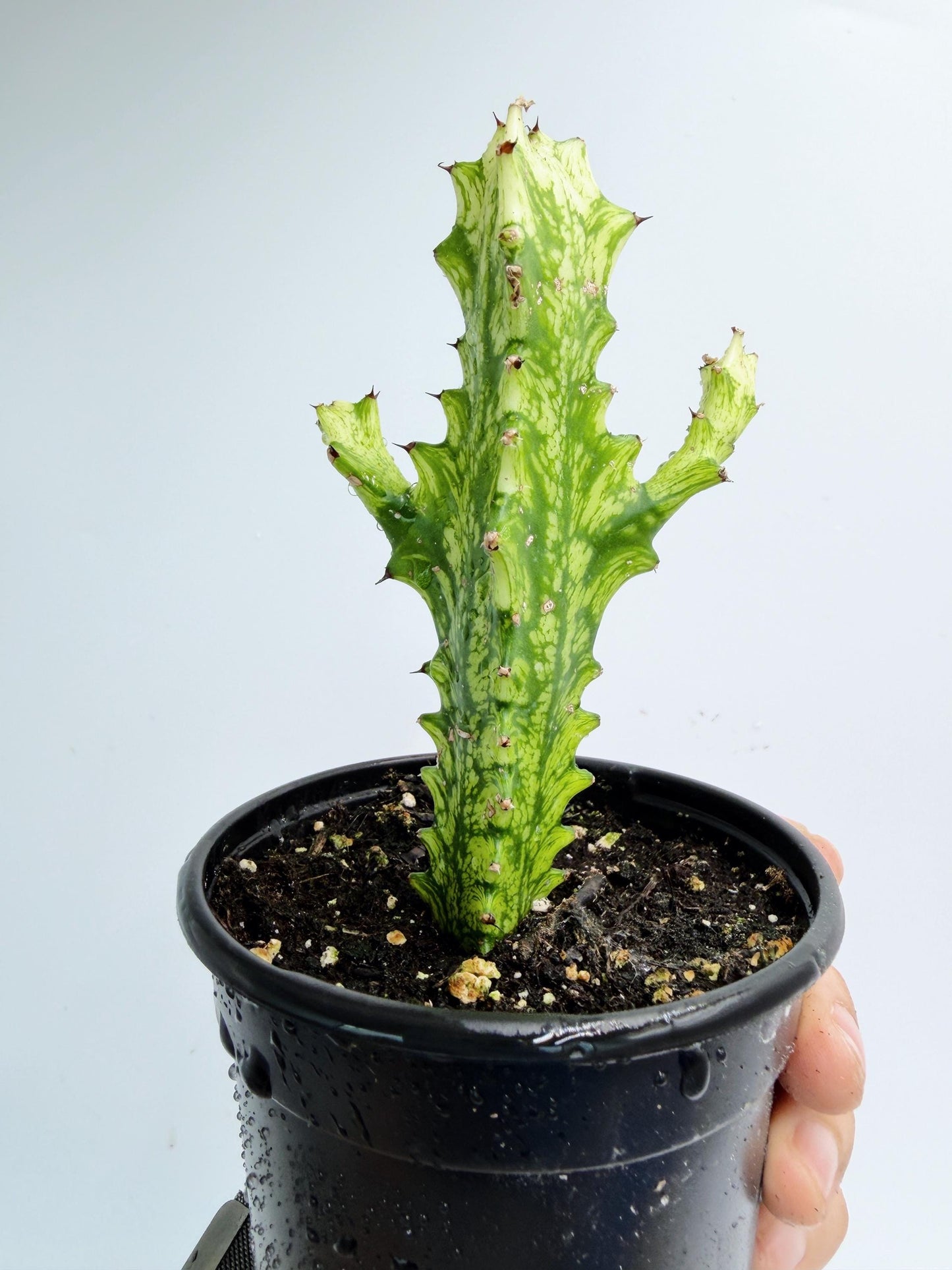 Euphorbia Trigona Variegated