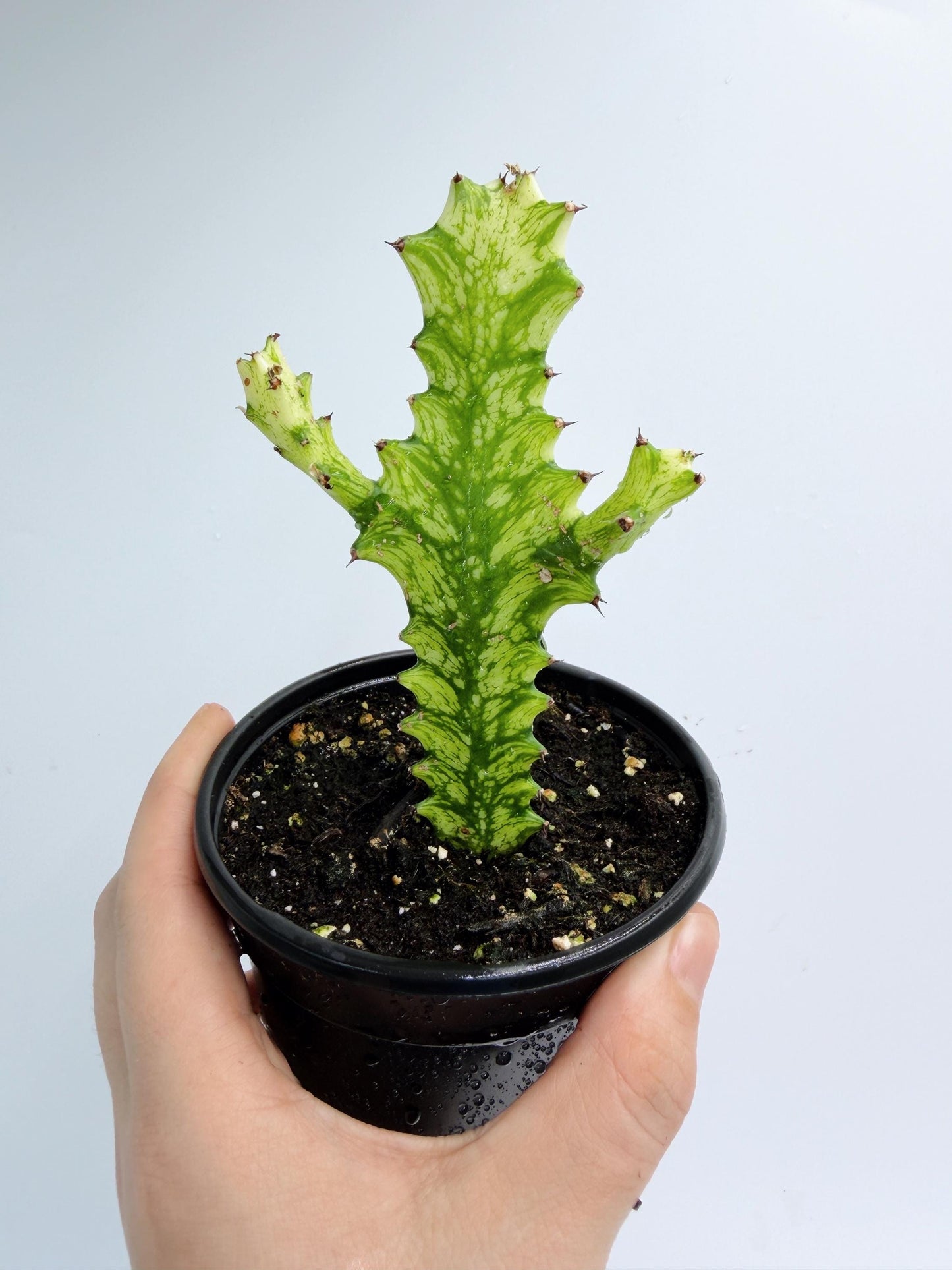 Euphorbia Trigona Variegated