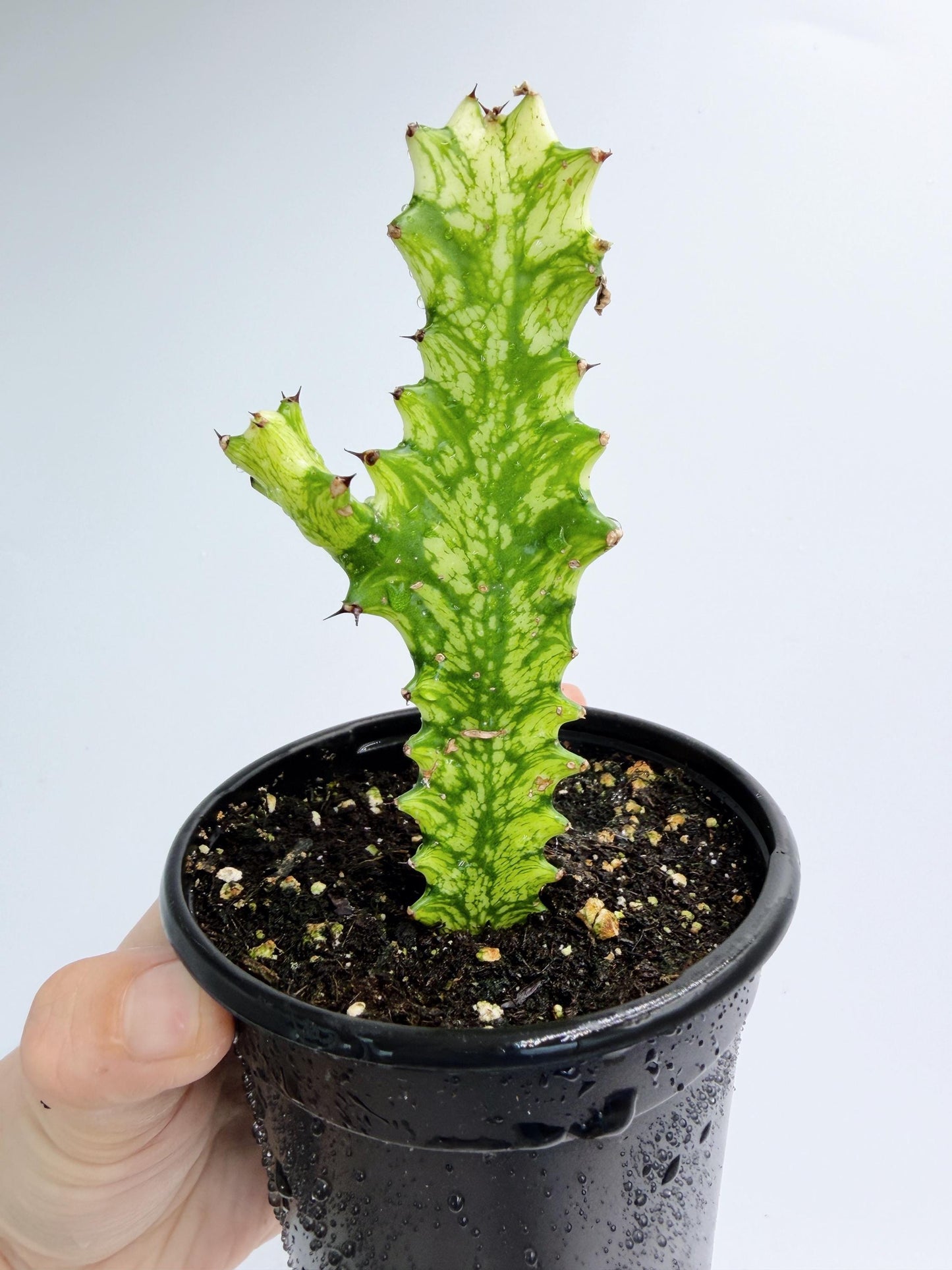 Euphorbia Trigona Variegated