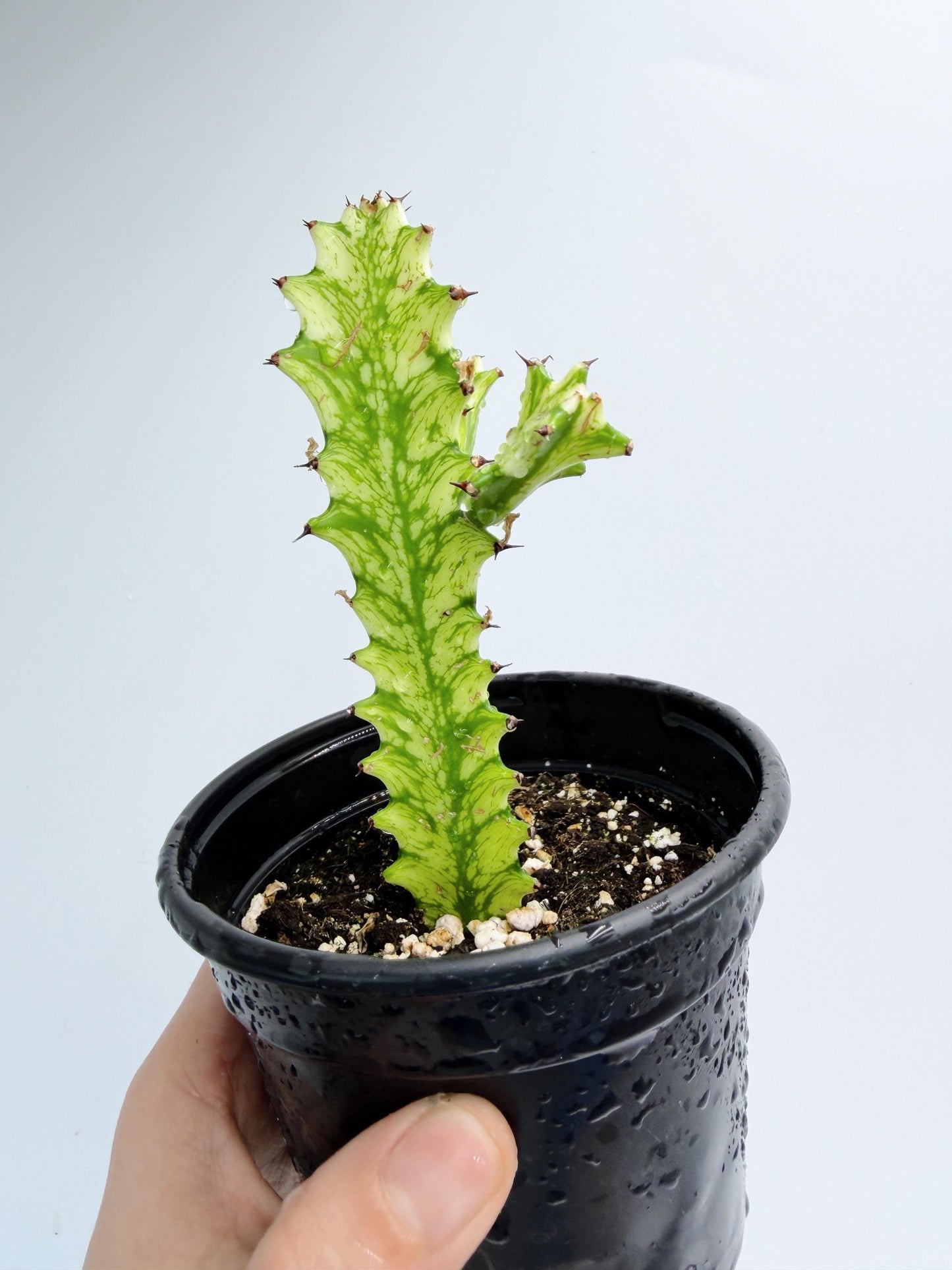 Euphorbia Trigona Variegated