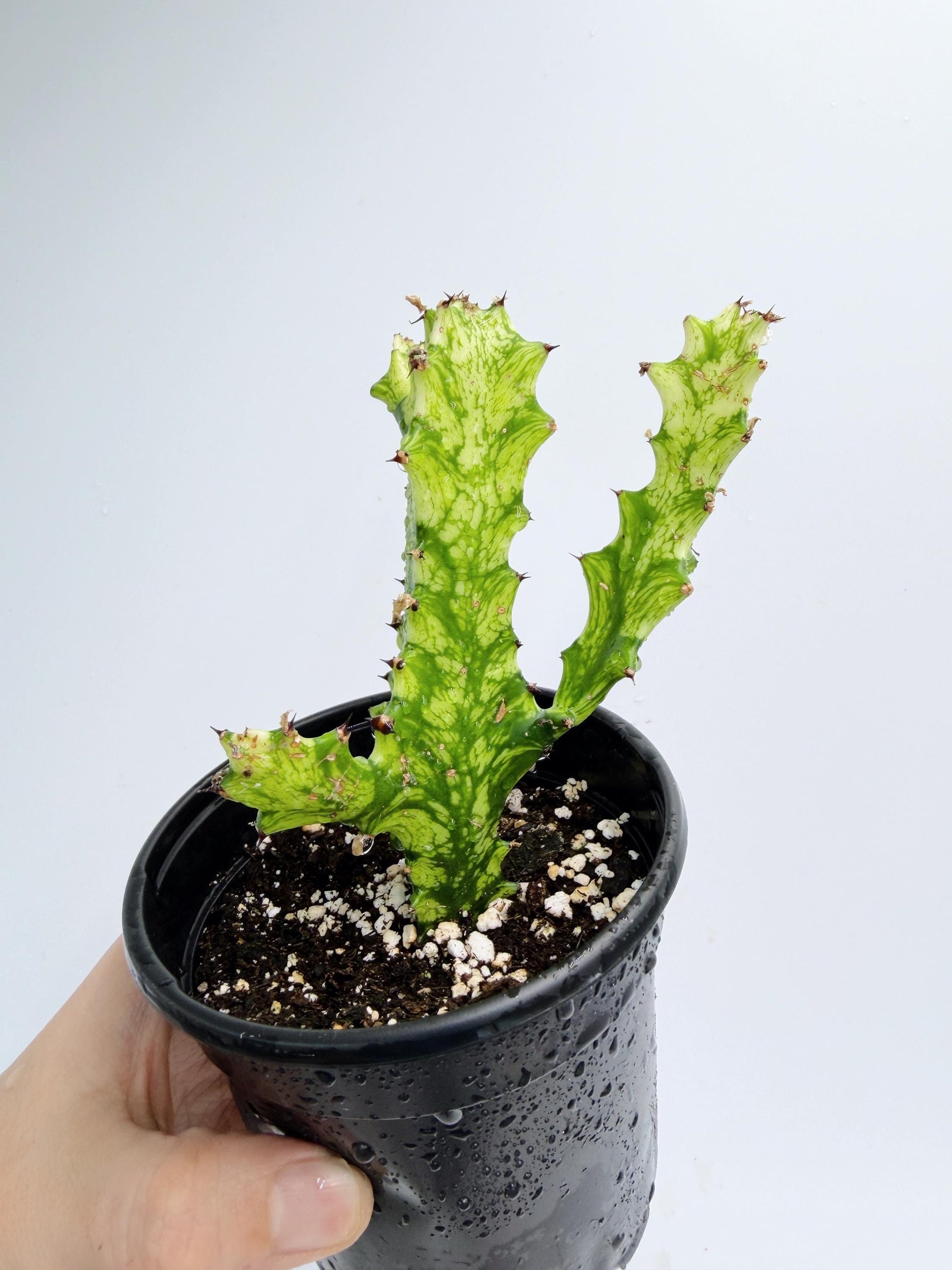 Euphorbia Trigona Variegated