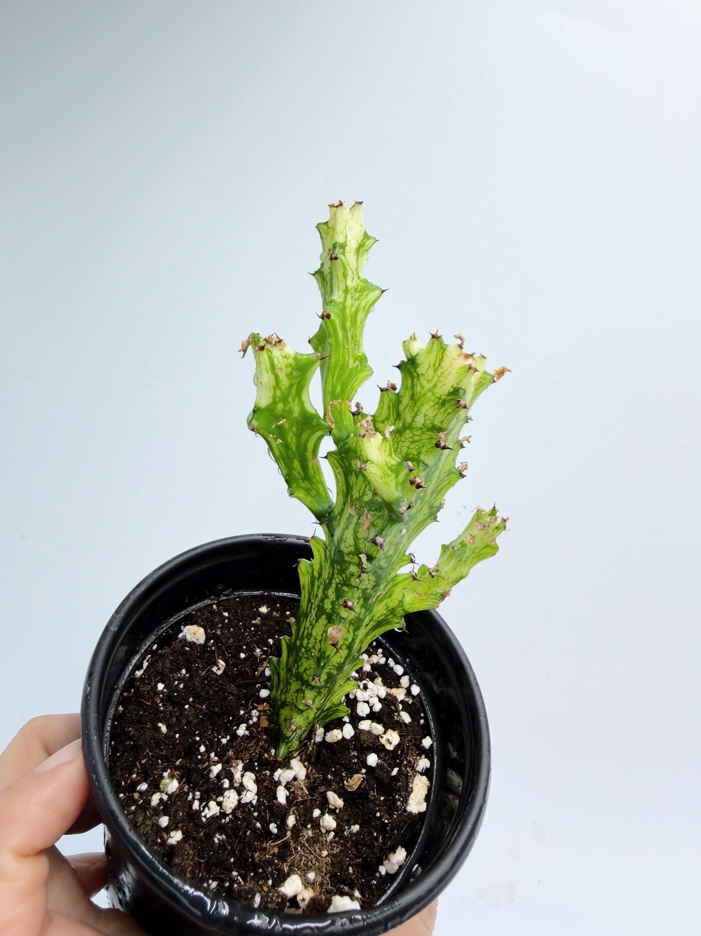 Euphorbia Trigona Variegated