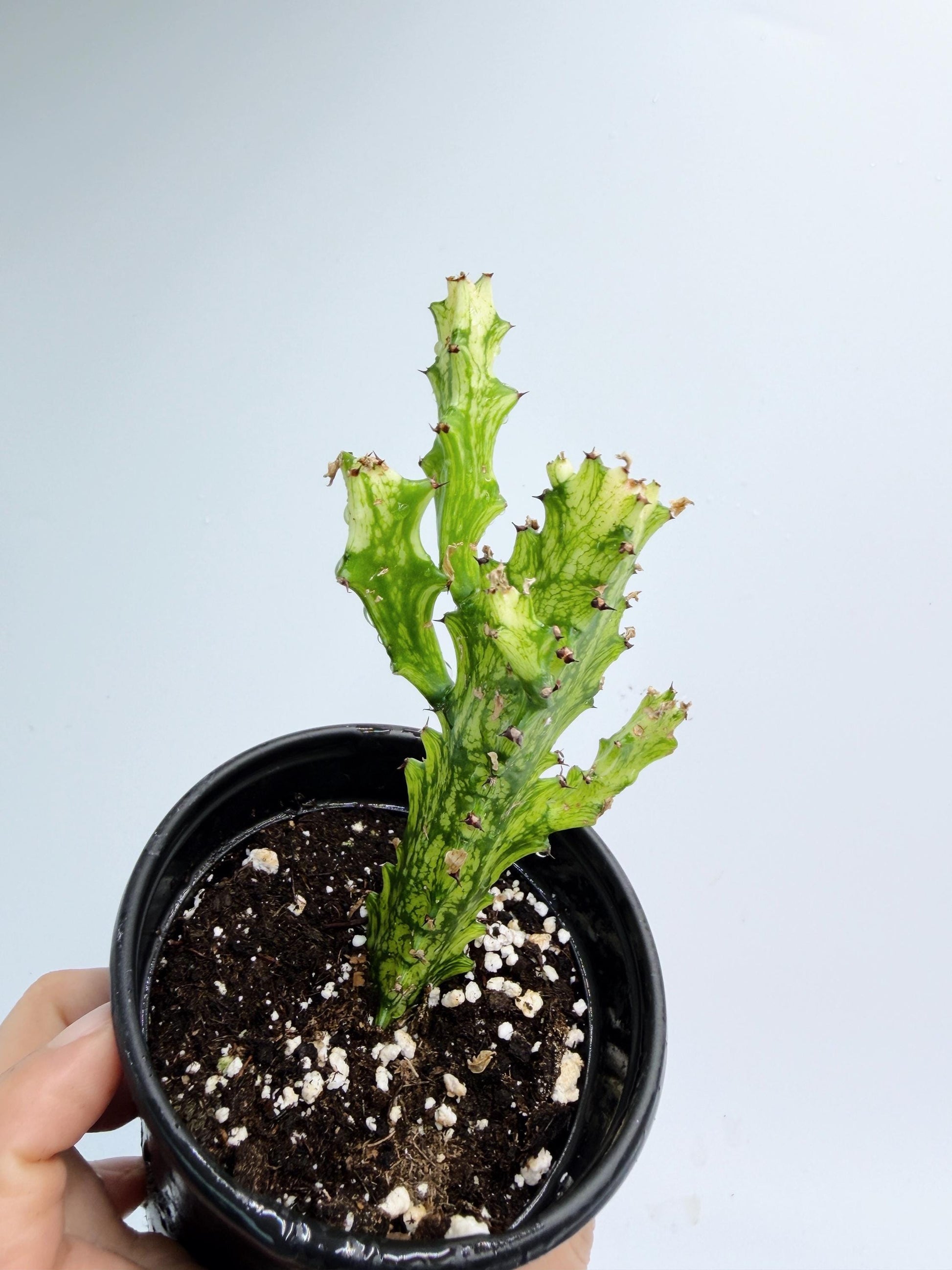 Euphorbia Trigona Variegated