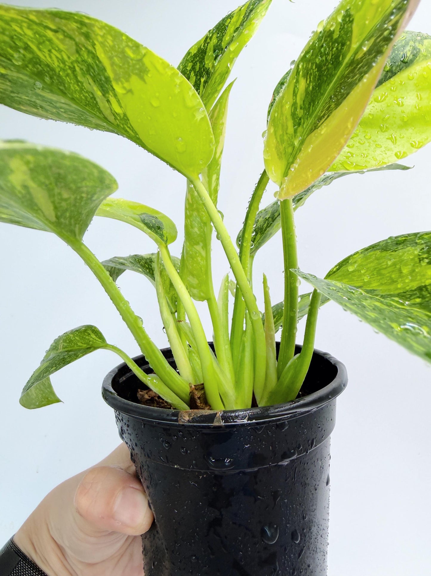 Philodendron Green Congo Nuclear