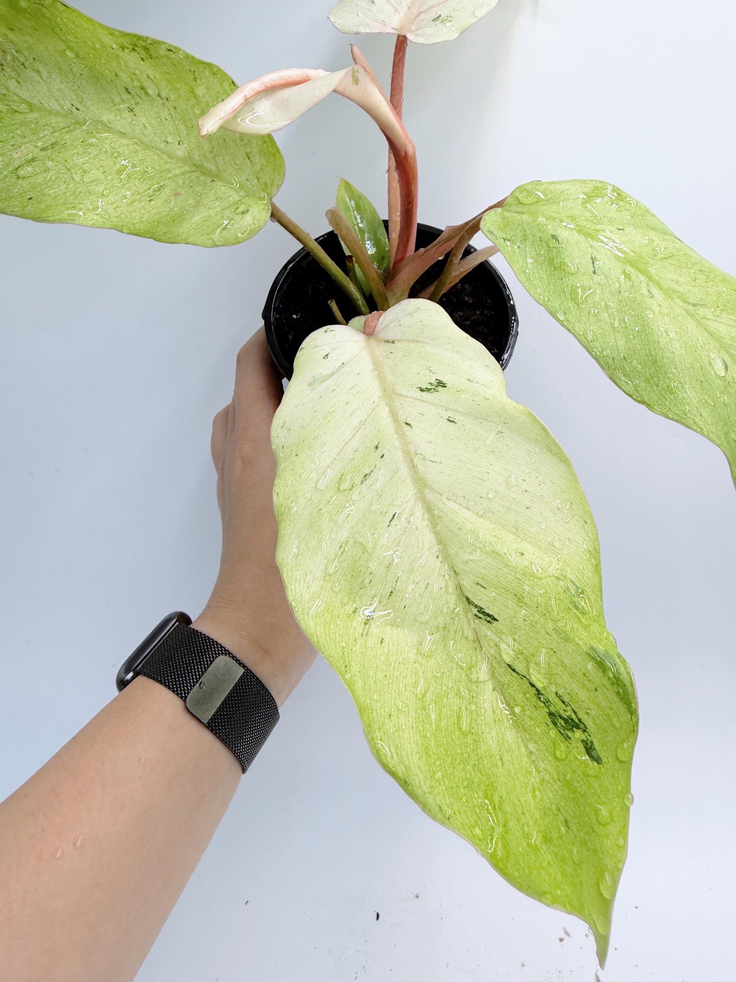 Philodendron Snow Drift