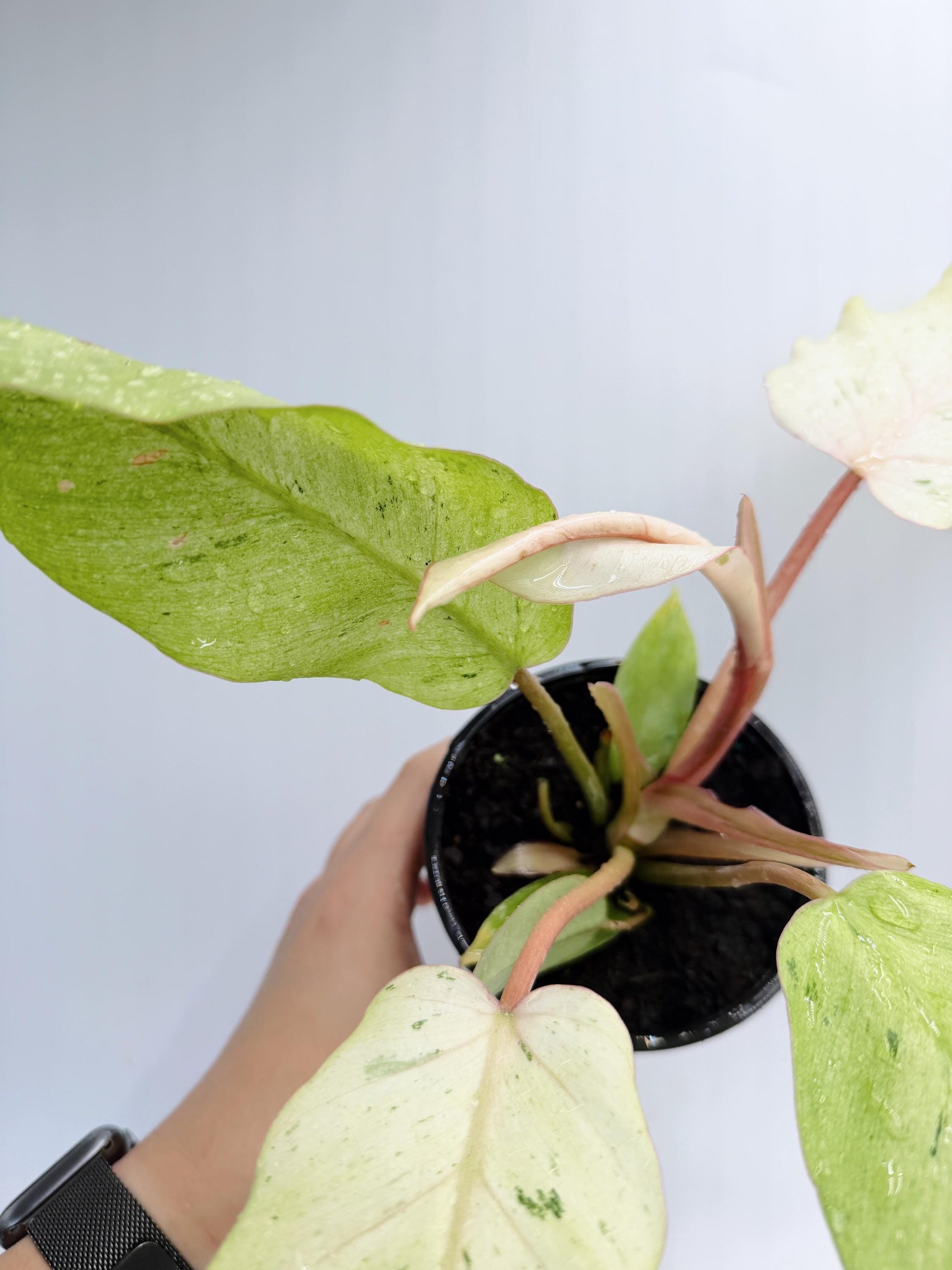 Philodendron Snow Drift