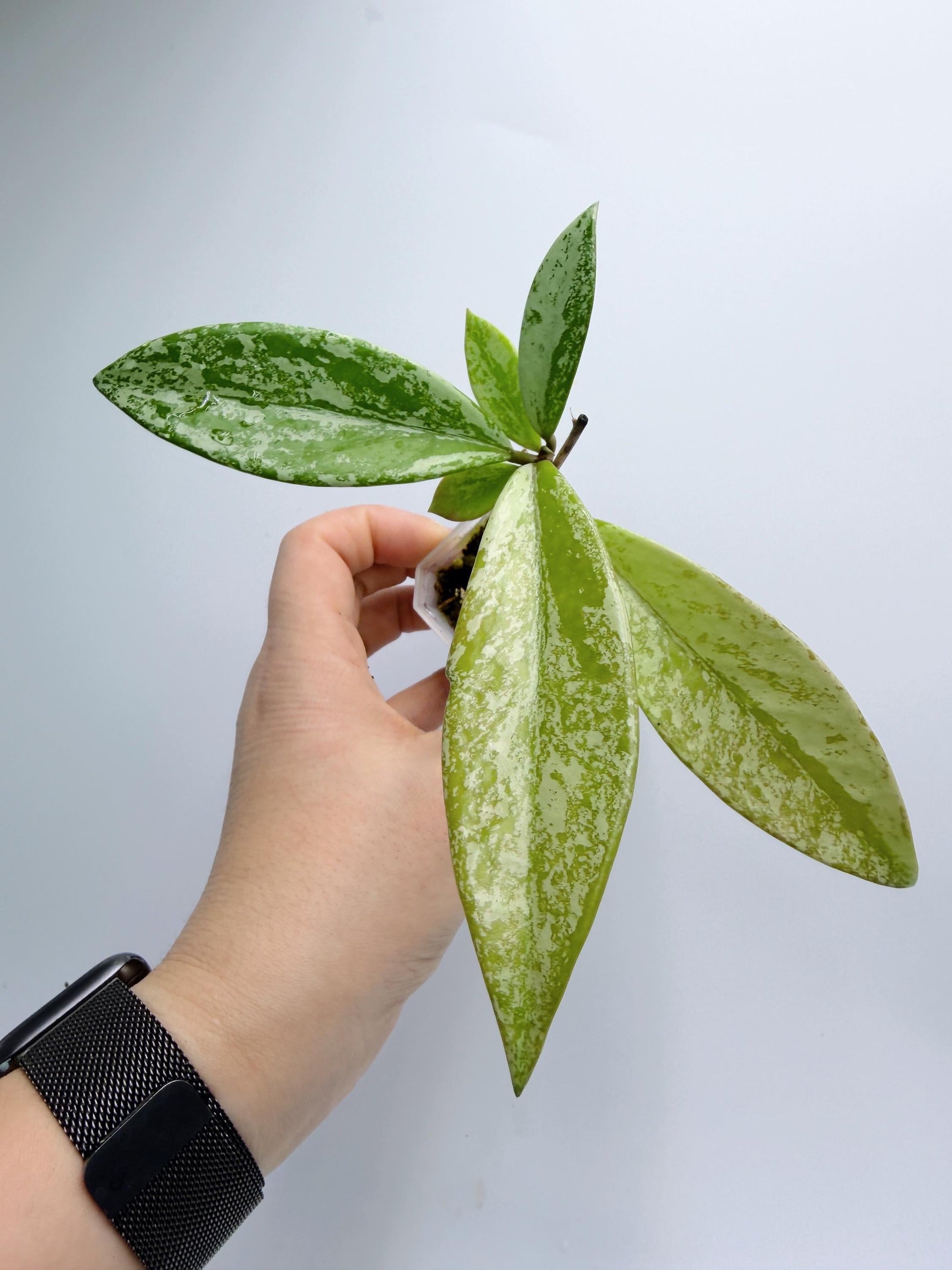 Hoya Pubicalyx Pink Silver Ghost