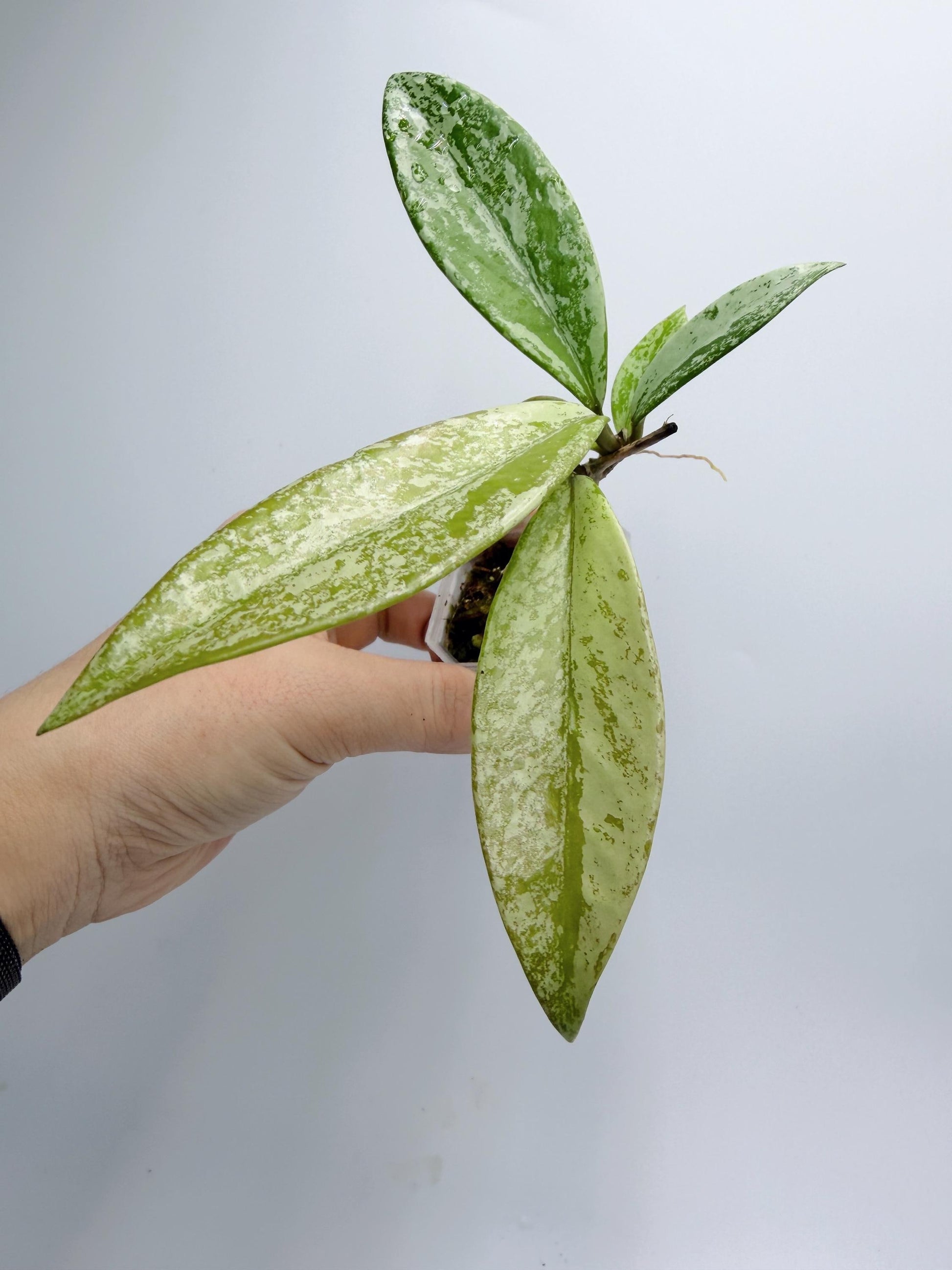 Hoya Pubicalyx Pink Silver Ghost
