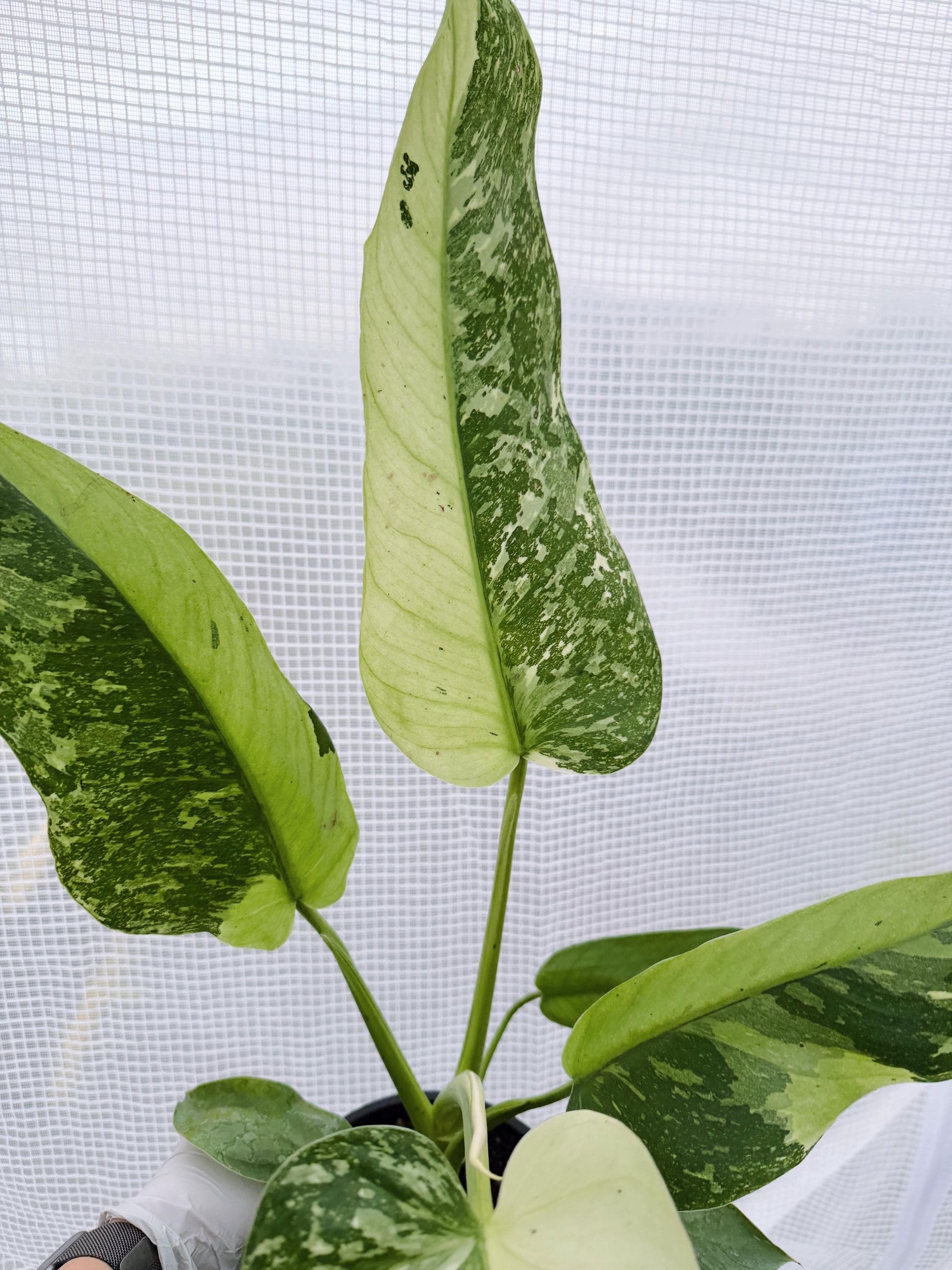 Philodendron Jose Bruno