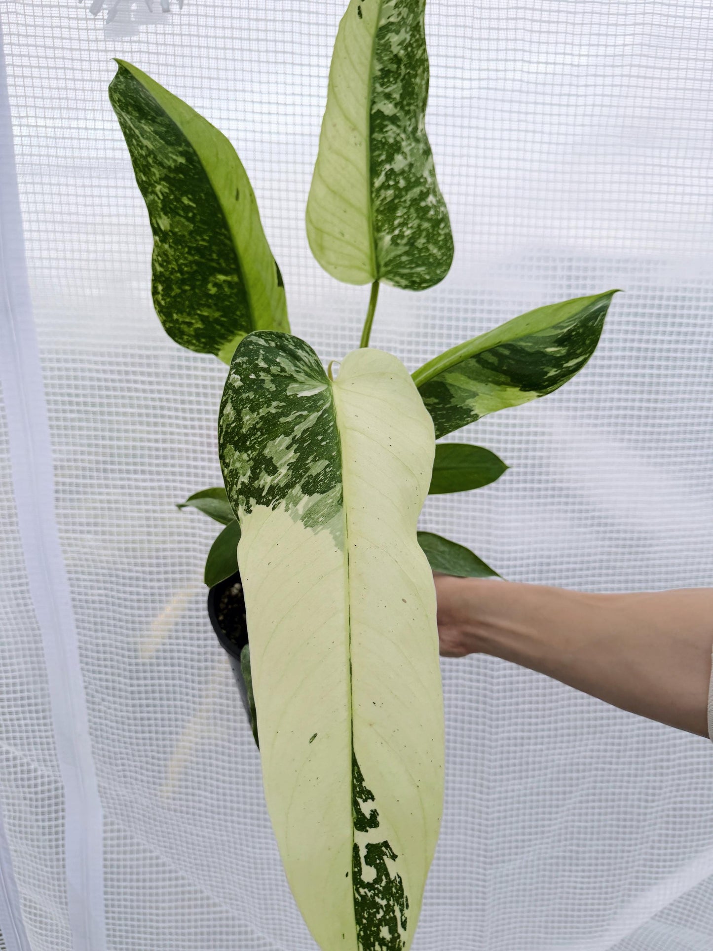 Philodendron Jose Bruno