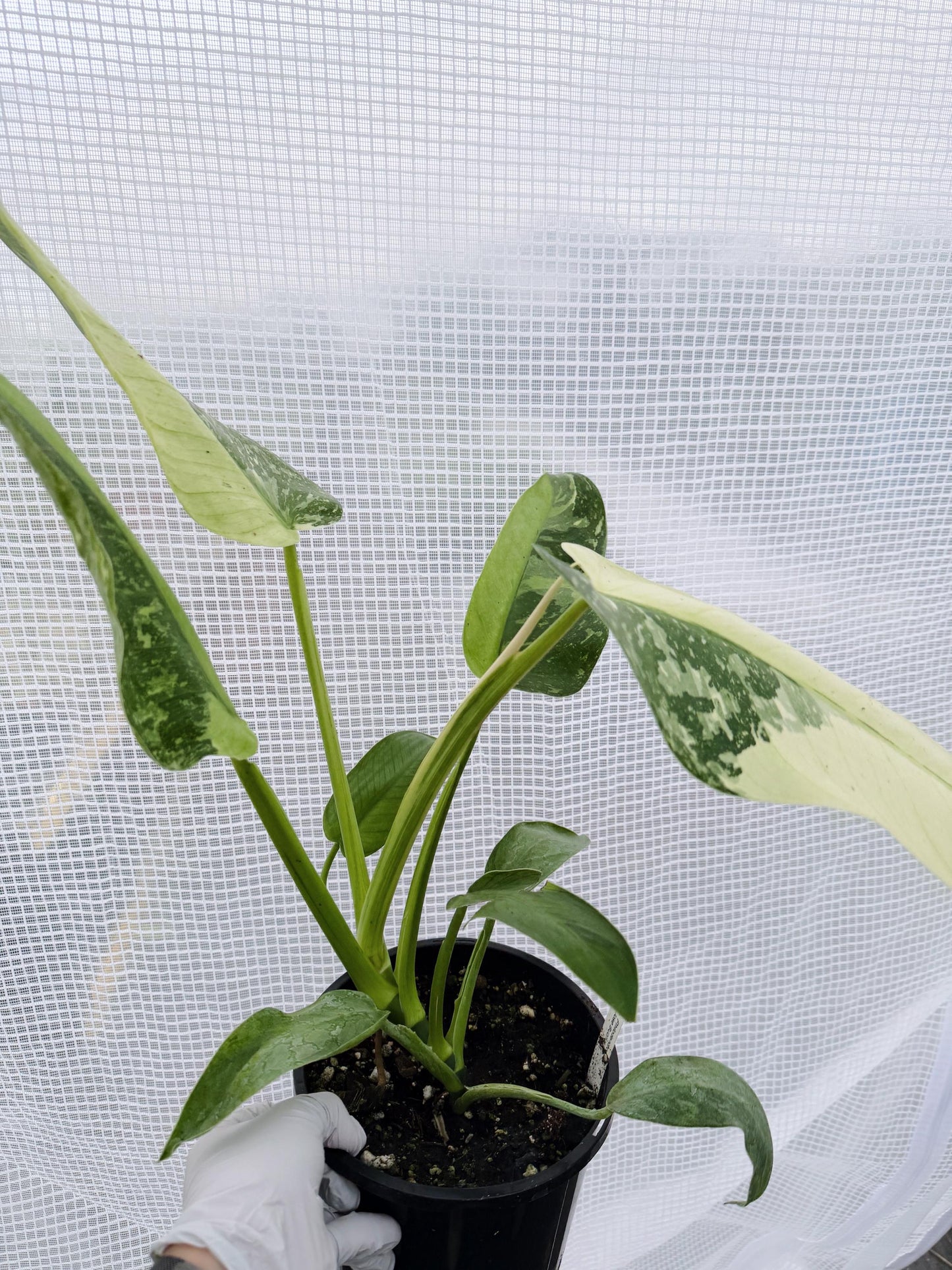 Philodendron Jose Bruno