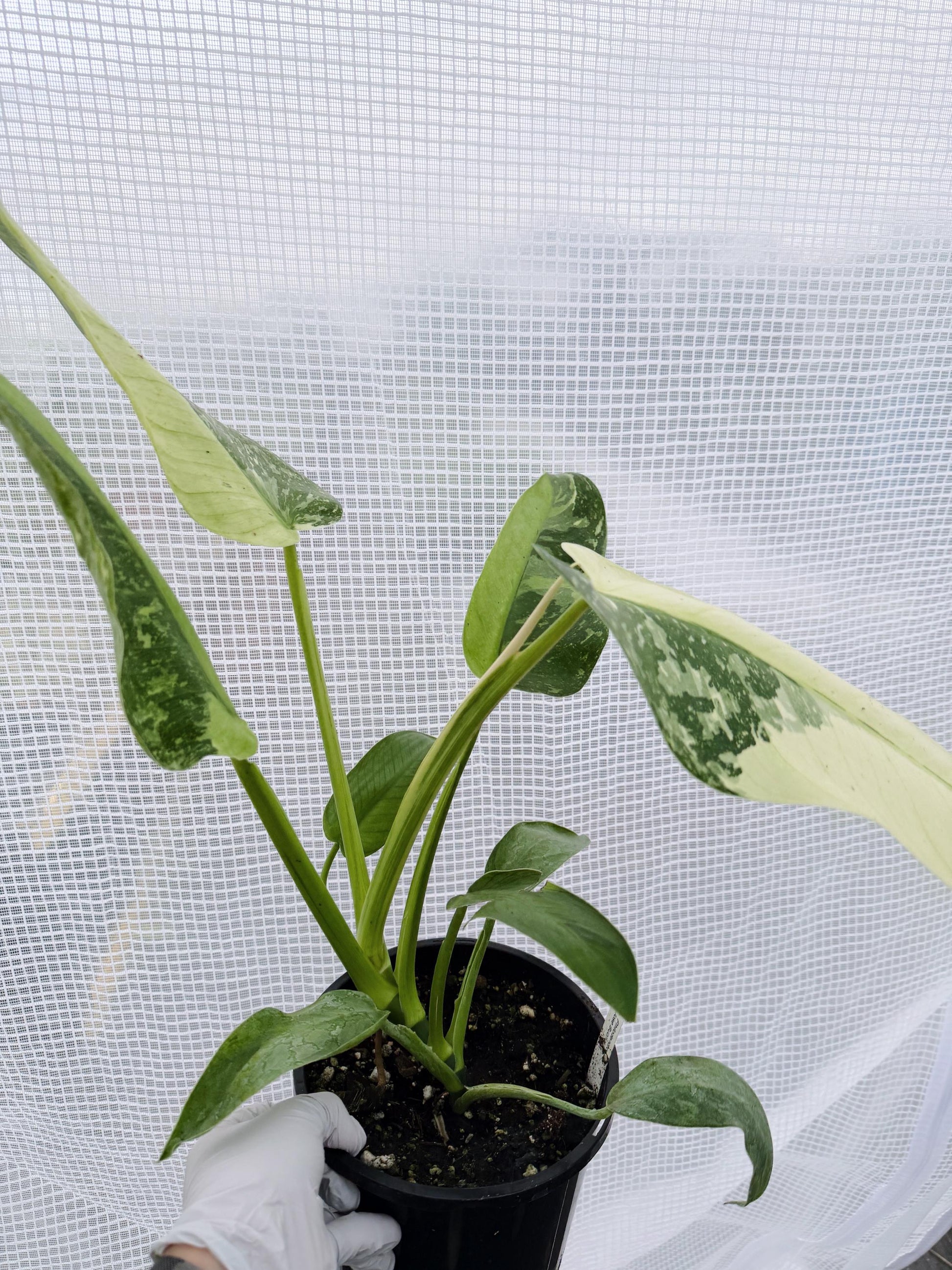 Philodendron Jose Bruno