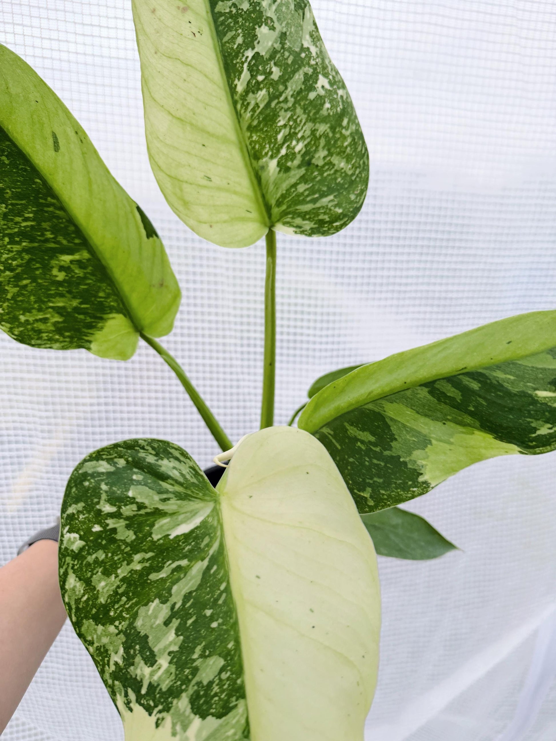Philodendron Jose Bruno
