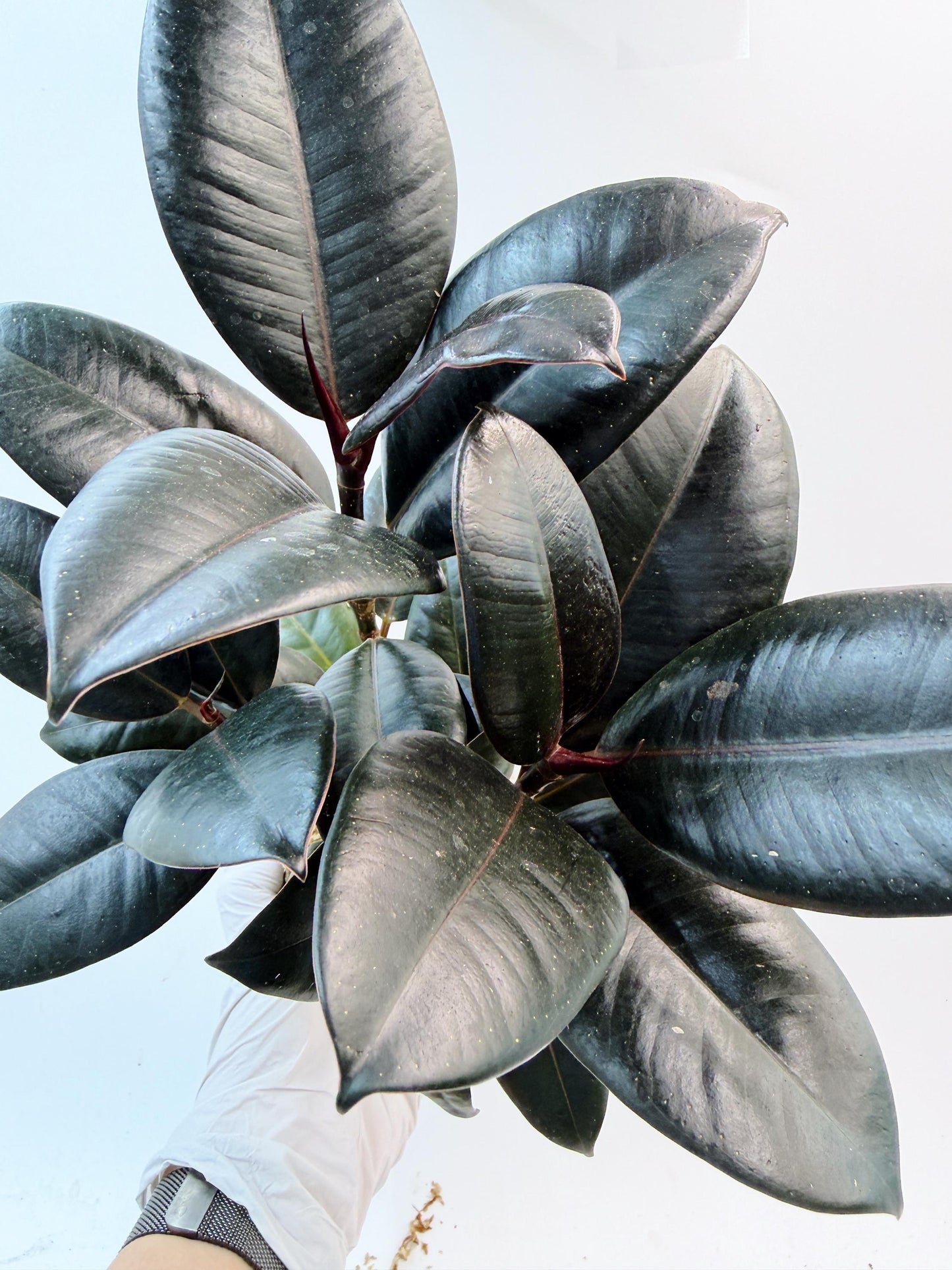 Rubber Plant (Ficus elastica) Kokedama