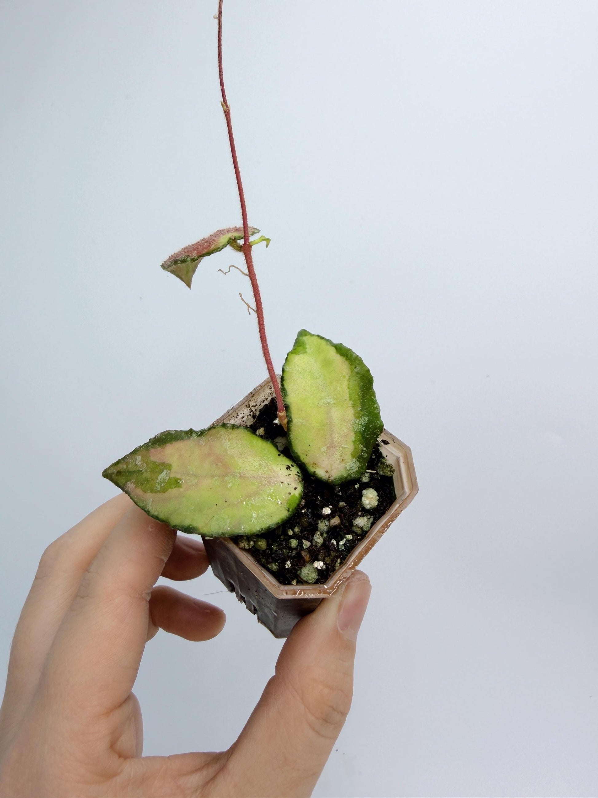 Hoya Caudata Inner Variegated