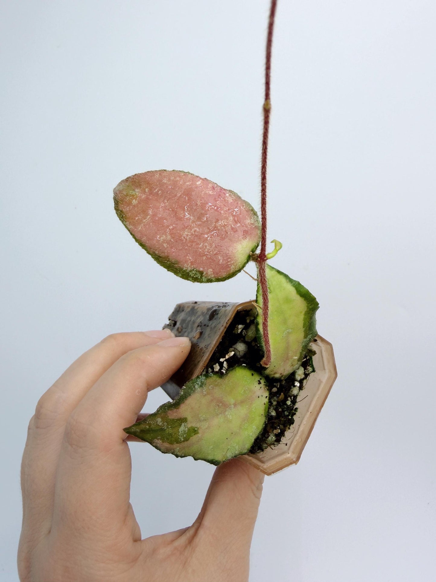 Hoya Caudata Inner Variegated
