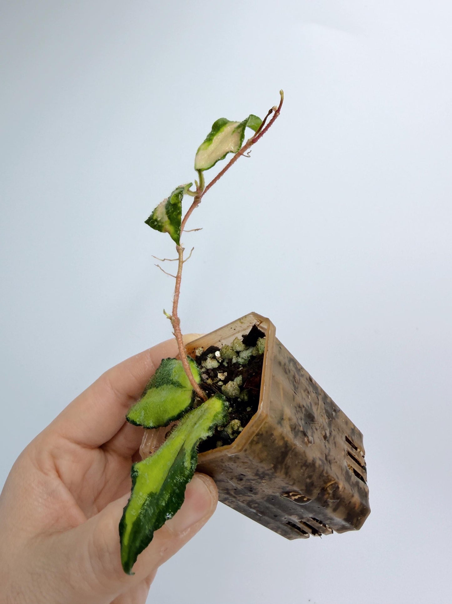 Hoya Caudata Inner Variegated