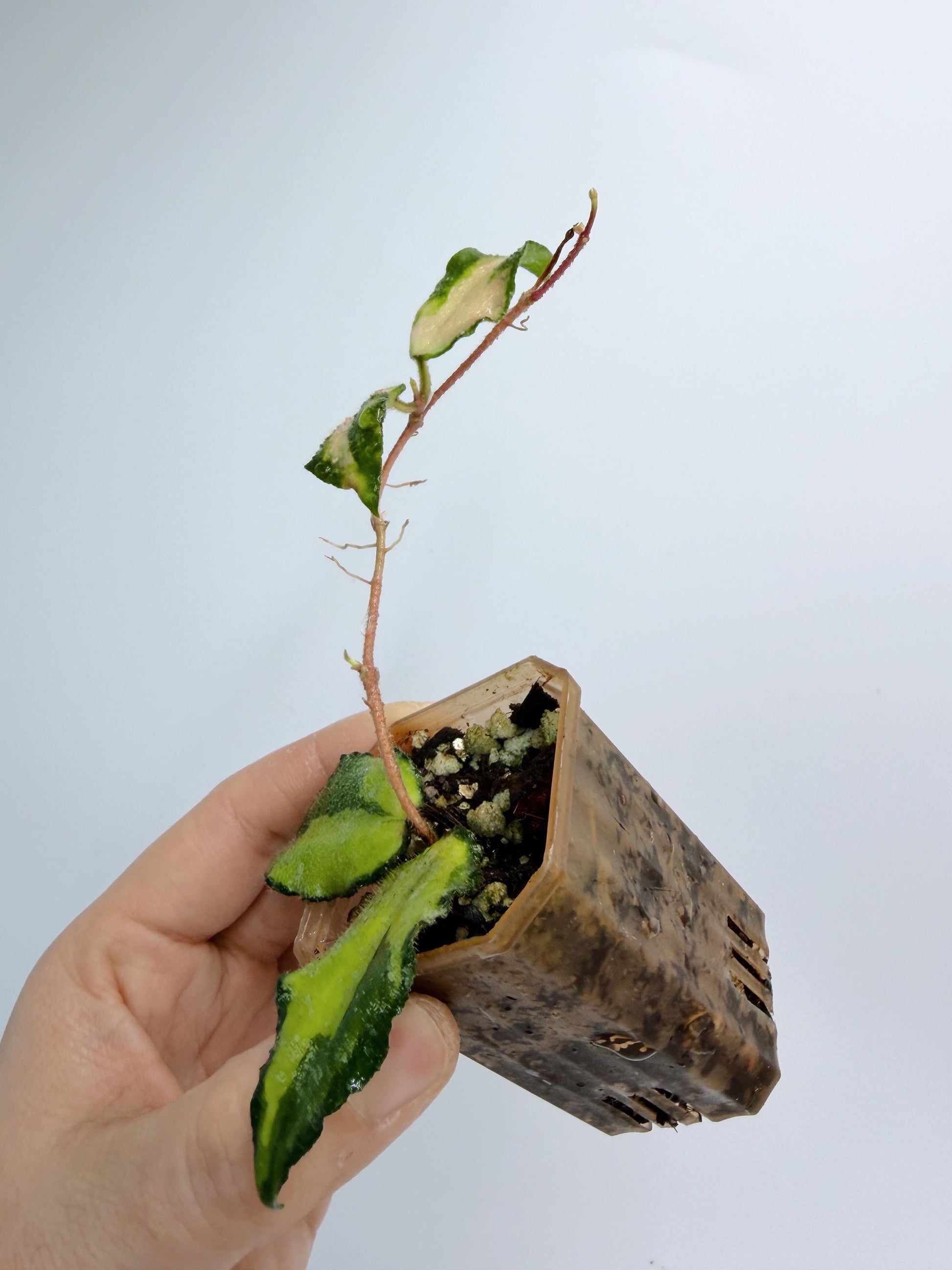 Hoya Caudata Inner Variegated