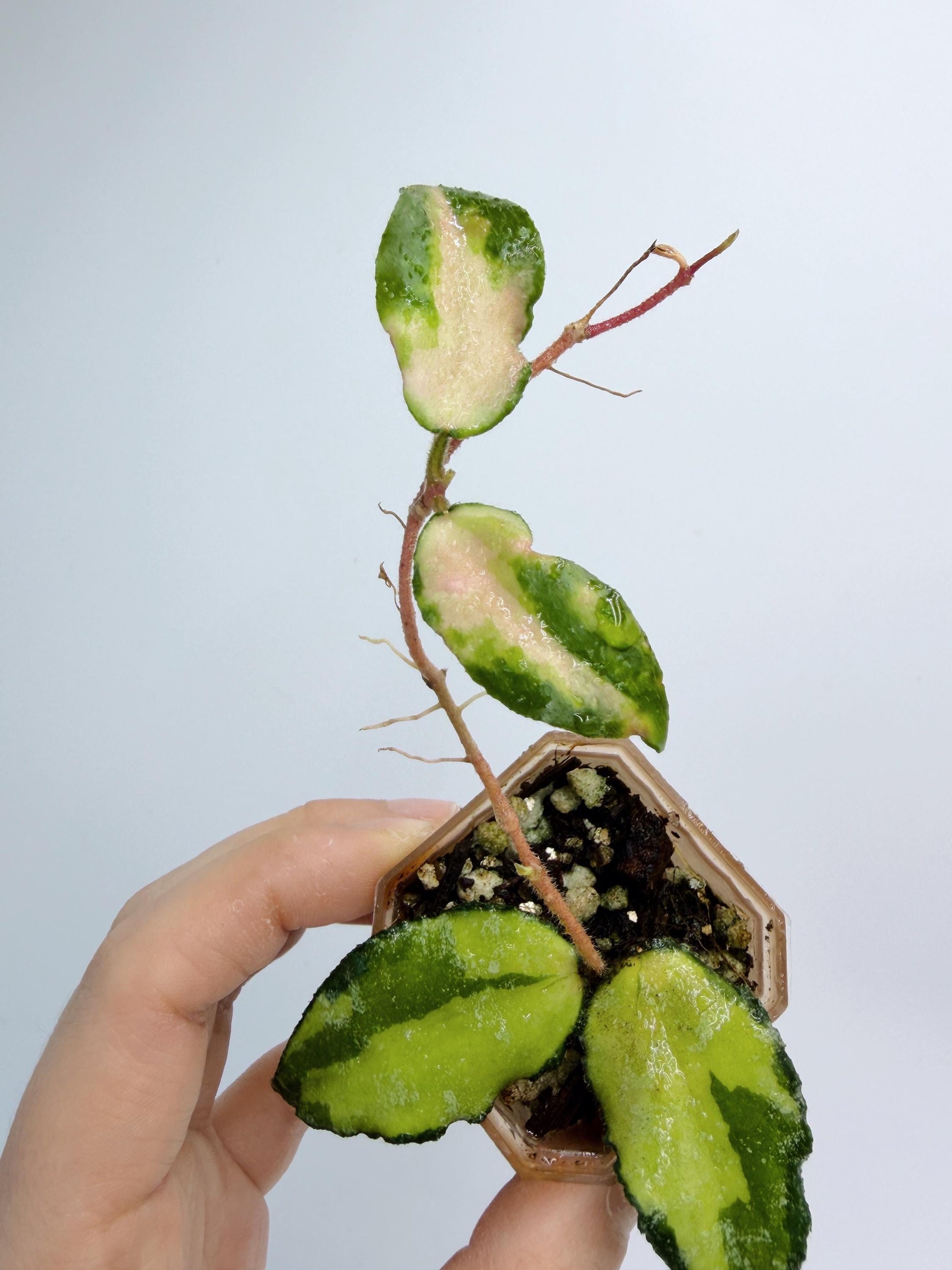 Hoya Caudata Inner Variegated