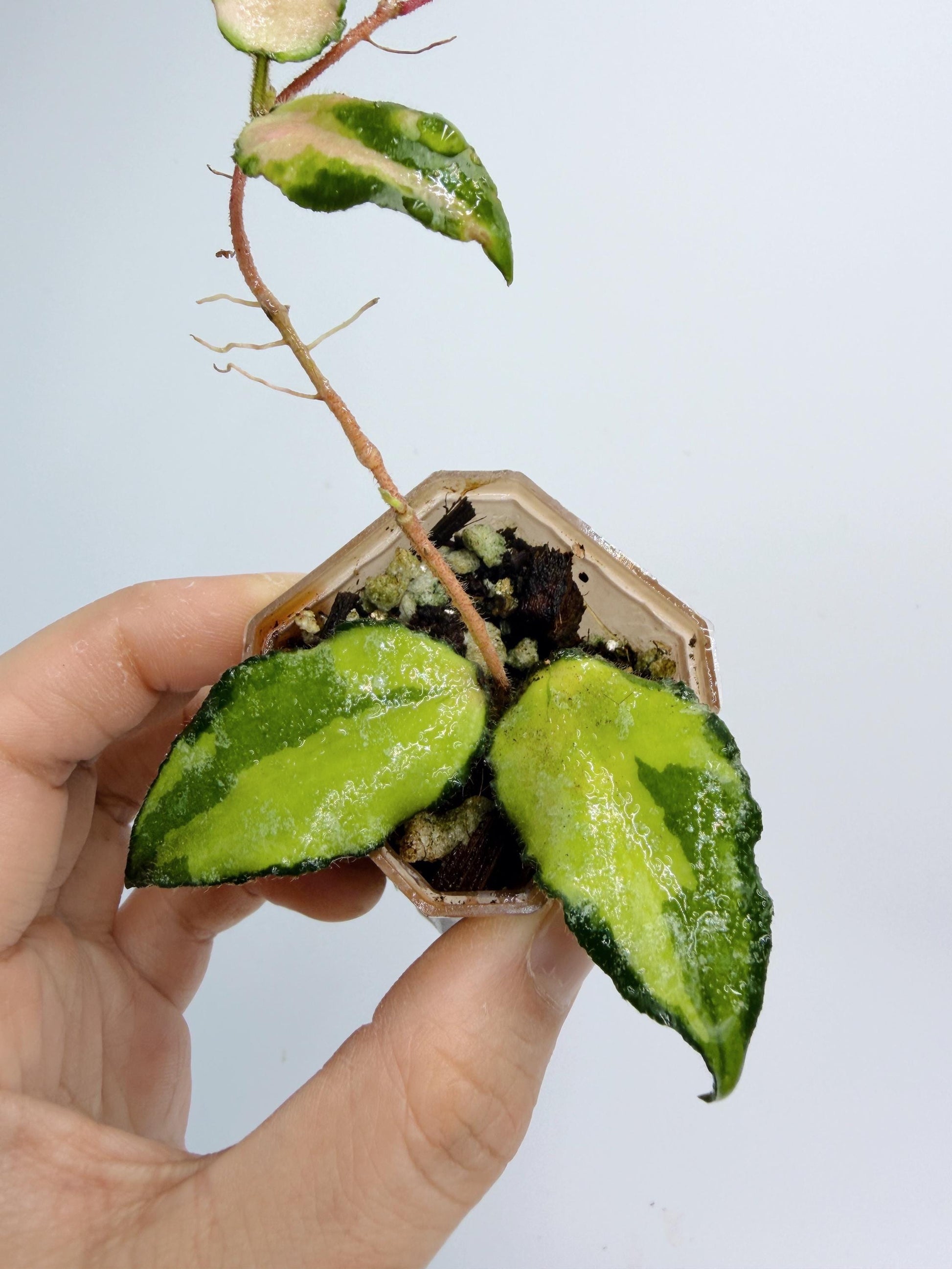 Hoya Caudata Inner Variegated