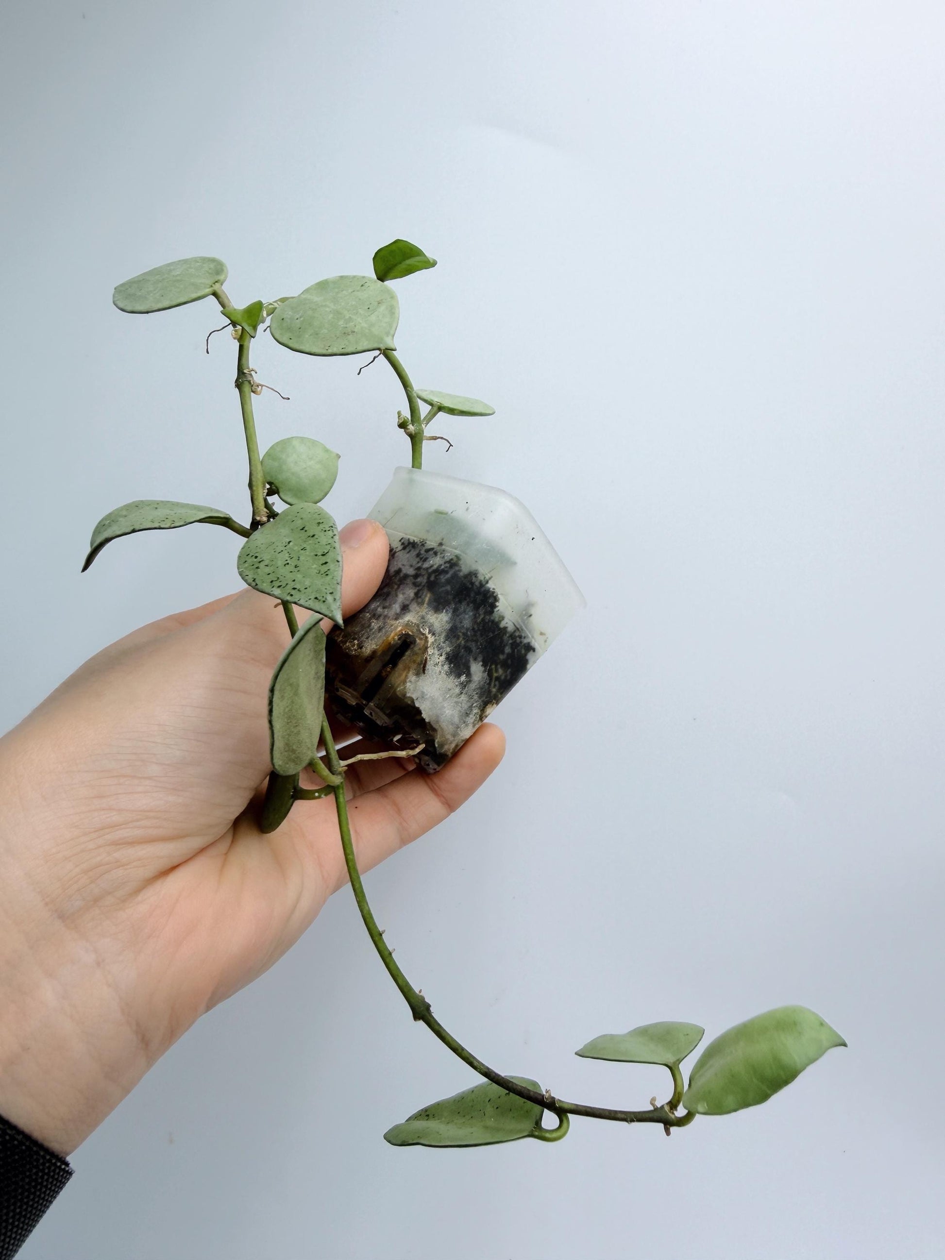 Hoya Lacunosa Silver Mint Coin