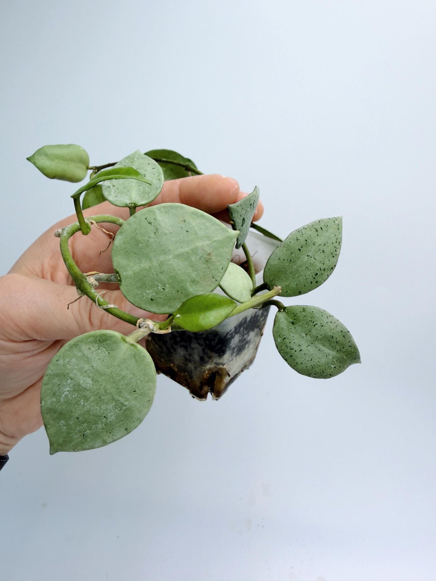 Hoya Lacunosa Silver Mint Coin