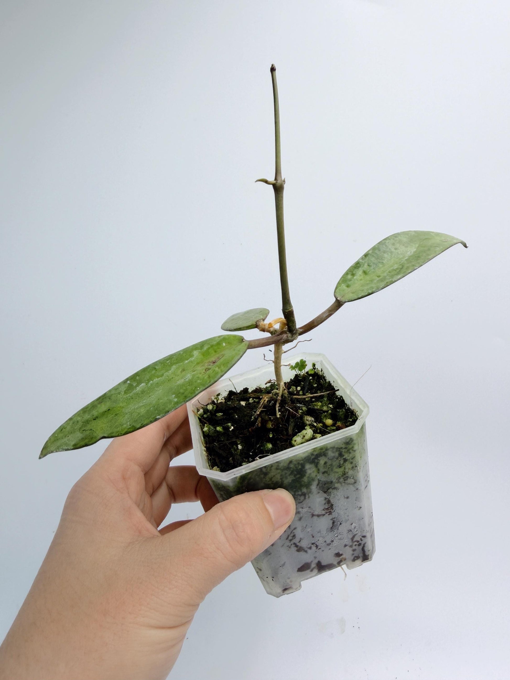 Hoya Silver Dollar