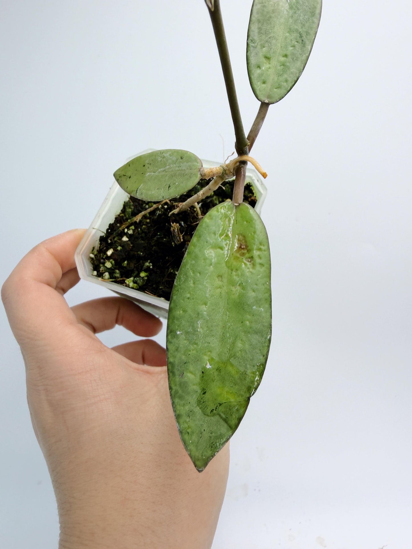 Hoya Silver Dollar