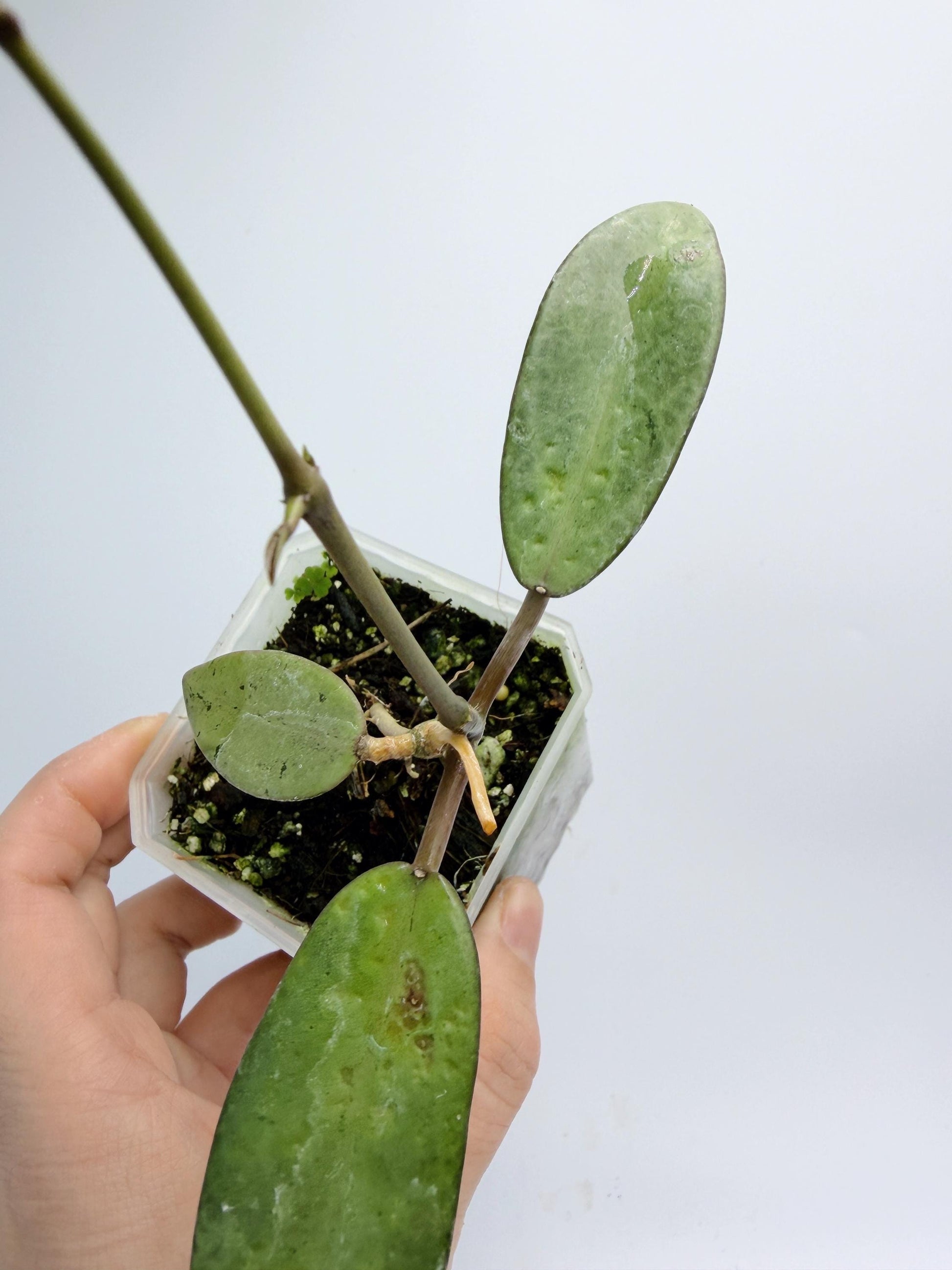 Hoya Silver Dollar