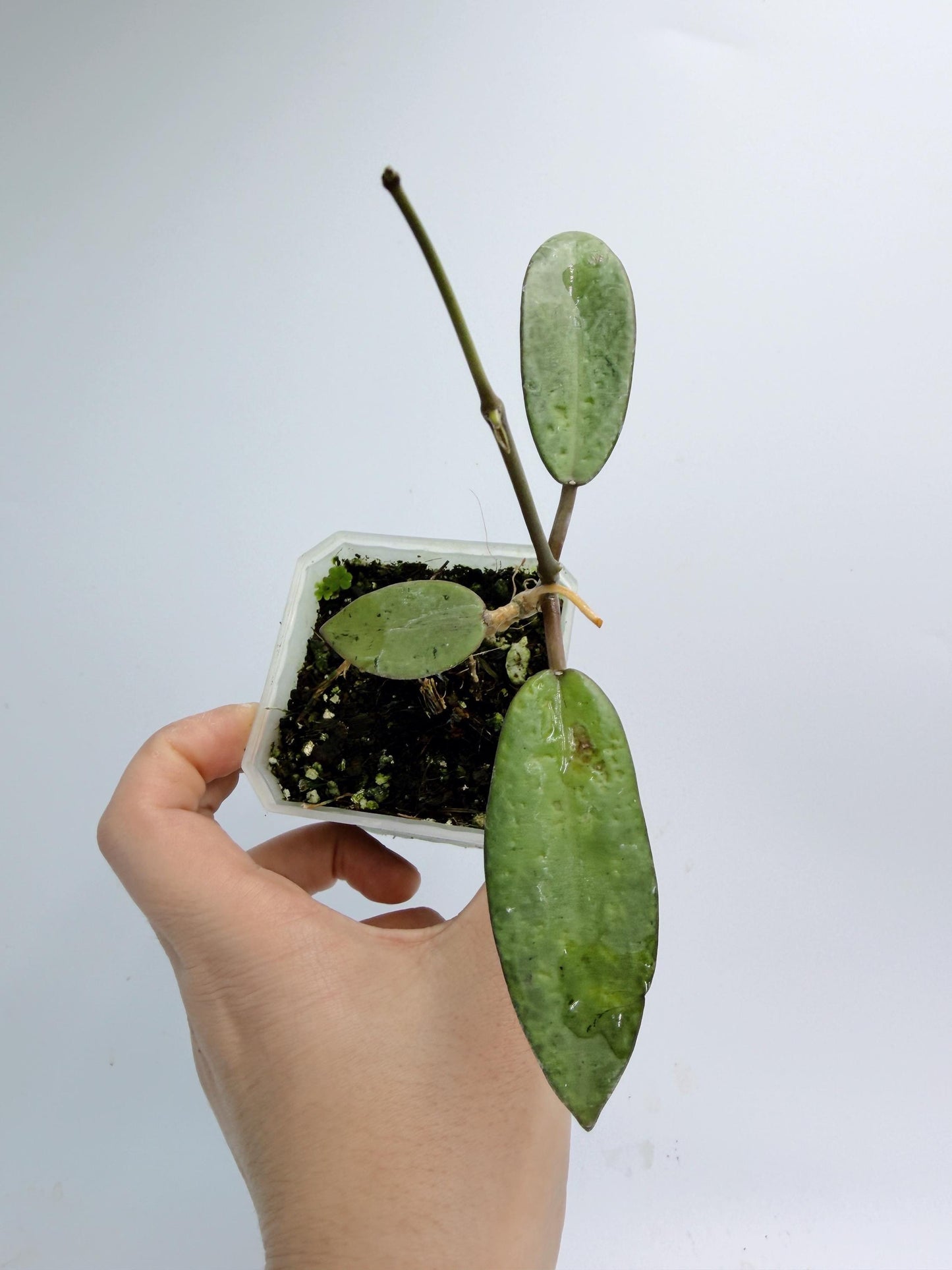 Hoya Silver Dollar