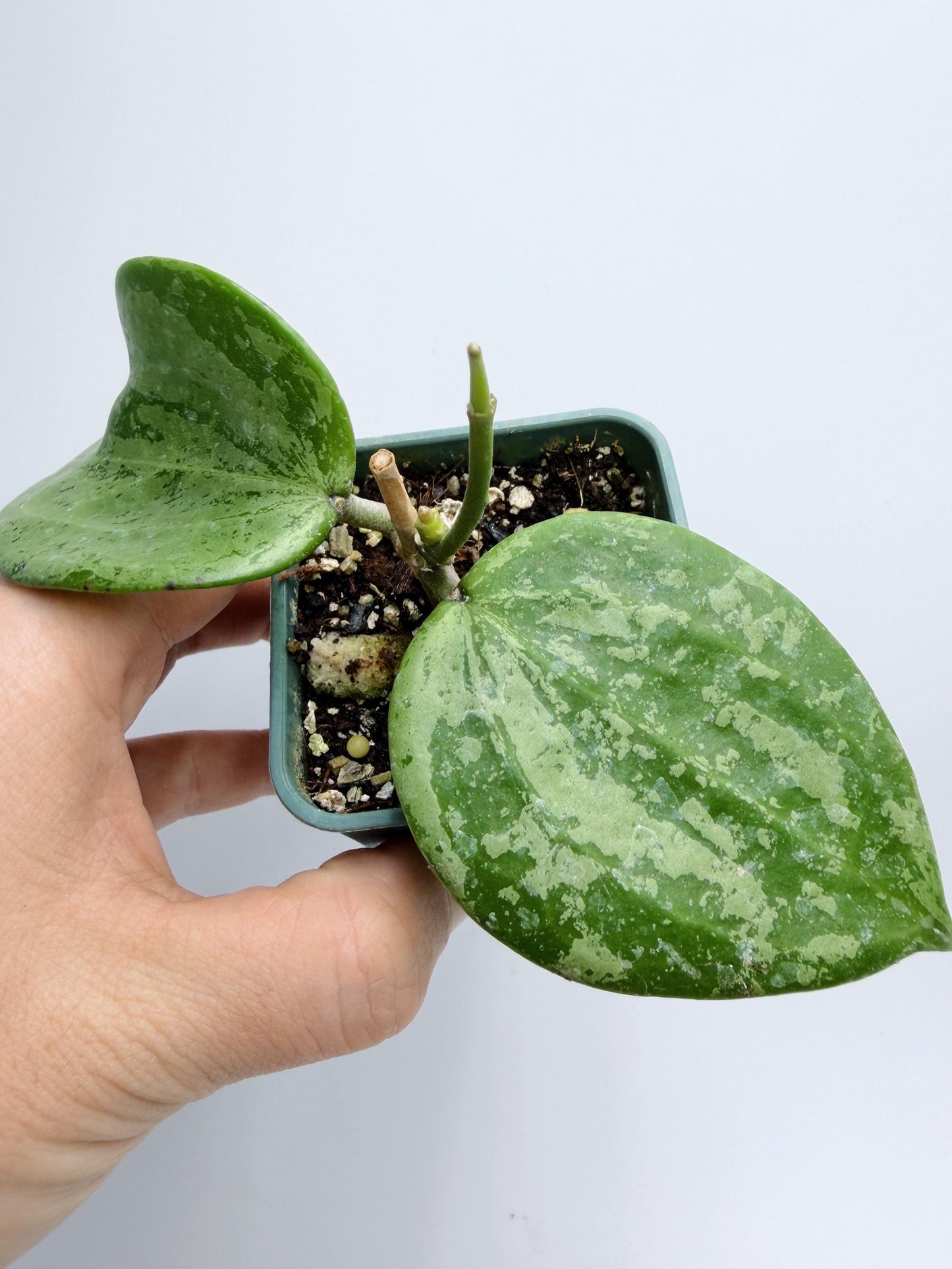 Hoya Michele Silver/Splash