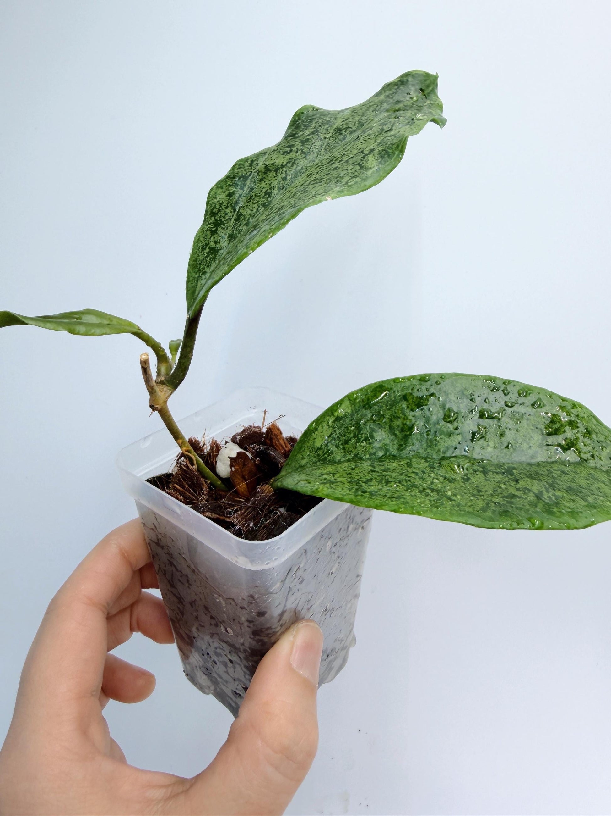Hoya Incrassata Silver