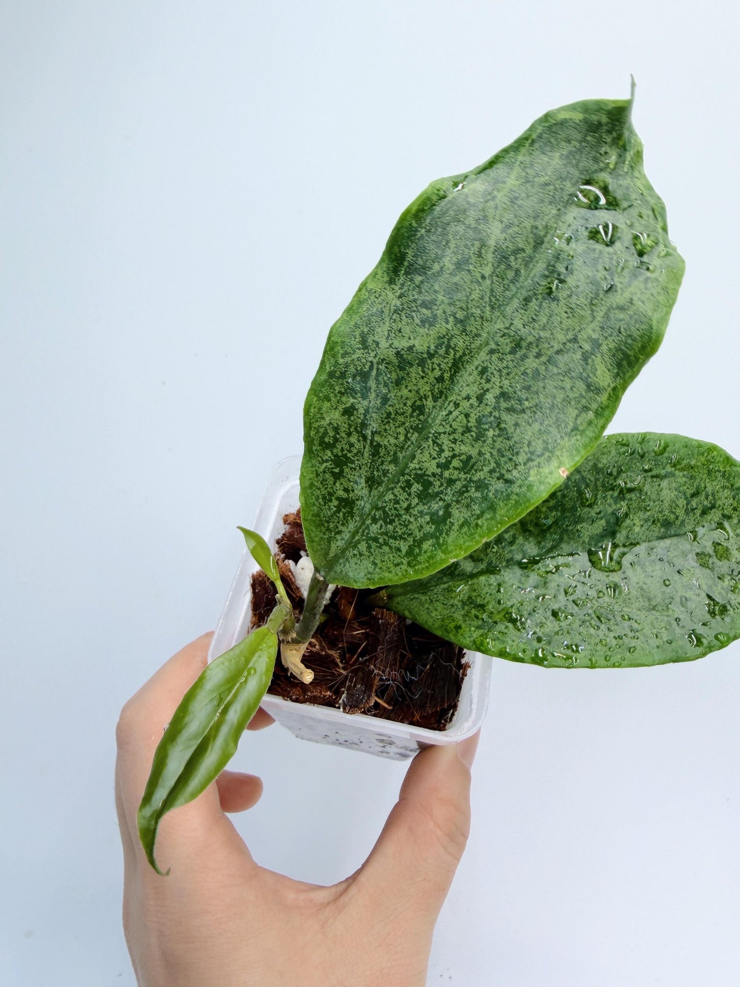 Hoya Incrassata Silver