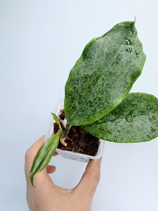 Hoya Incrassata Silver