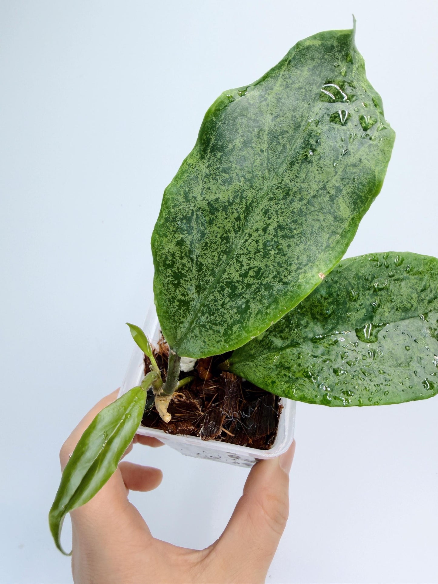 Hoya Incrassata Silver