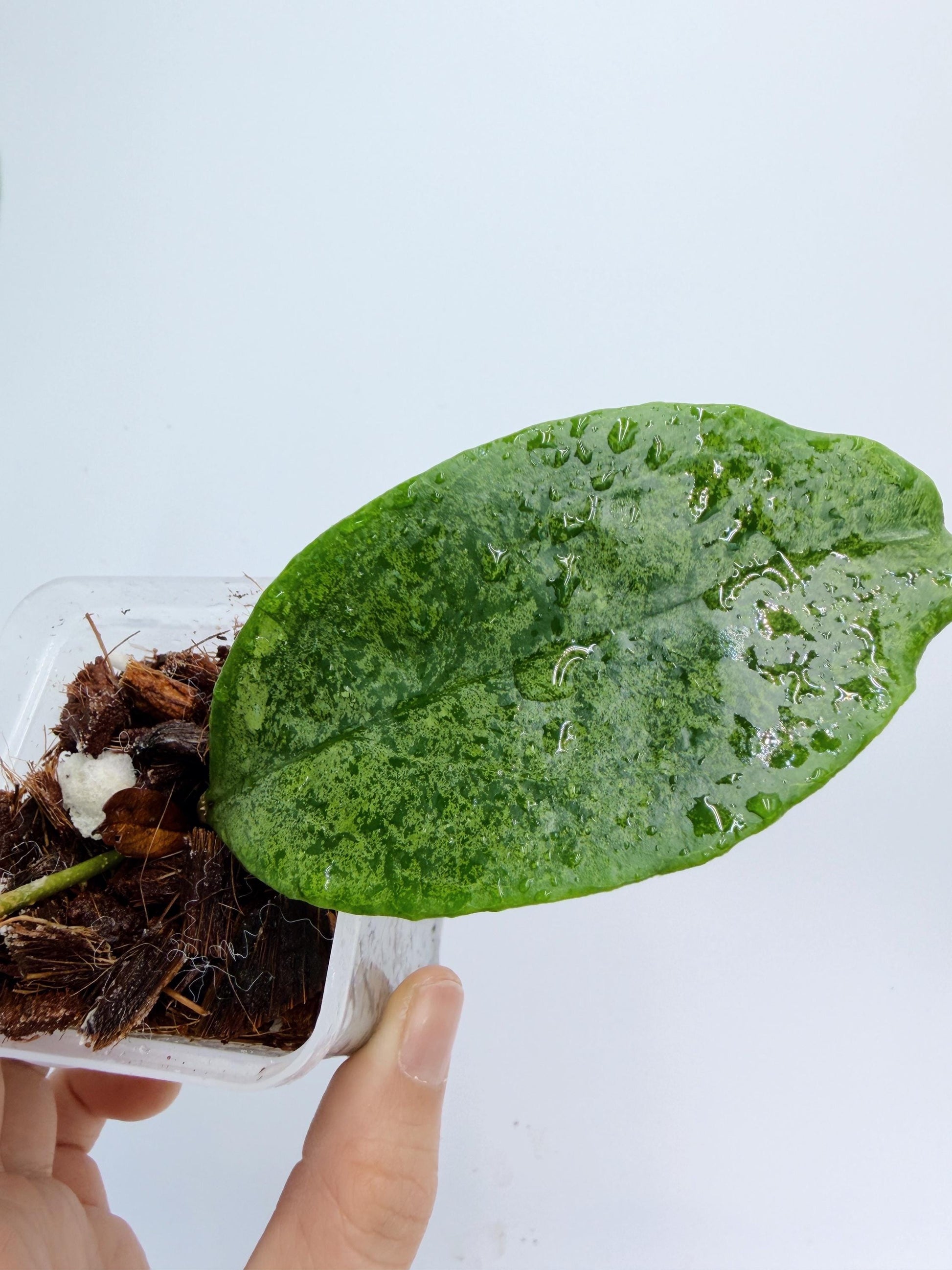 Hoya Incrassata Silver